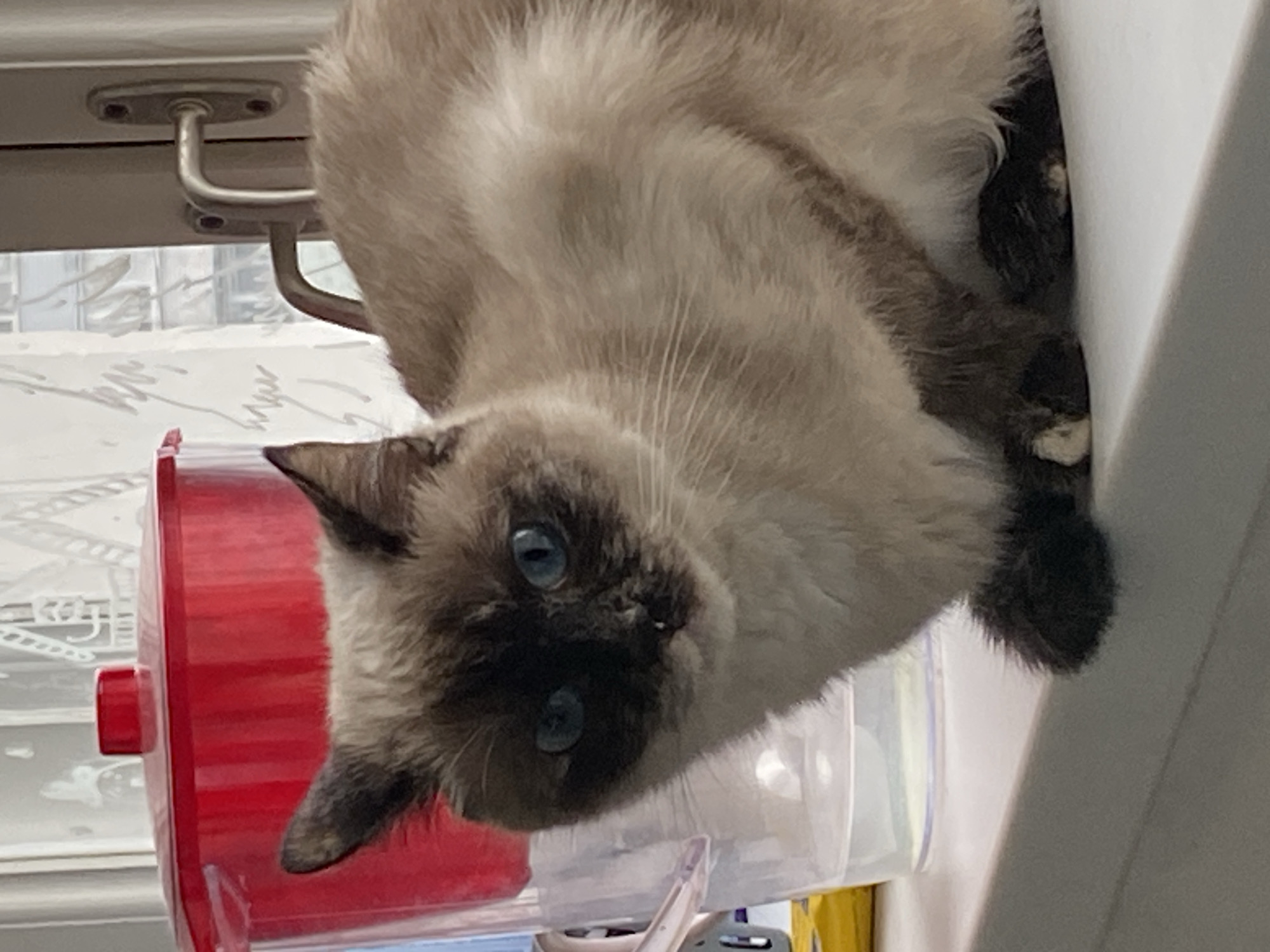A Siamese cat is lying on a shelf. The cat's head is tilted downward, its blue eyes looking toward the camera. A red and clear plastic container is visible to the left of the cat's head. Part of a white wall is seen on the right side of the image. A window and a metal hardware fixture are visible at the top left. There is no indication this image was taken in Chaikovsky, Russia.
