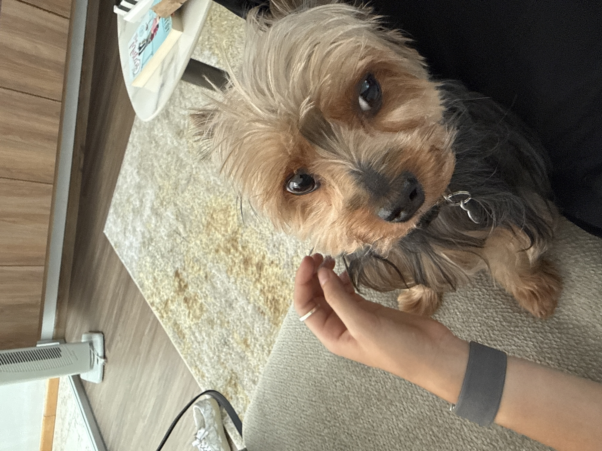A medium-shot captures a Yorkshire Terrier looking up at the camera with its head cocked slightly to the right. The dog has brown and gray fur and wears a collar with a heart-shaped tag. A person's hand, adorned with a silver ring on one of the fingers, is holding something small, possibly a treat, near the dog's face. The person has a gray wristband on. The dog and hand are positioned on a gray fabric surface, likely part of a chair or sofa. Behind them is a light beige rug with a textured pattern. In the upper left corner, there's a glimpse of a white table with books and a wooden wall. There's no information to indicate it's in San Bernardino Tlaxcalancingo, Mexico.