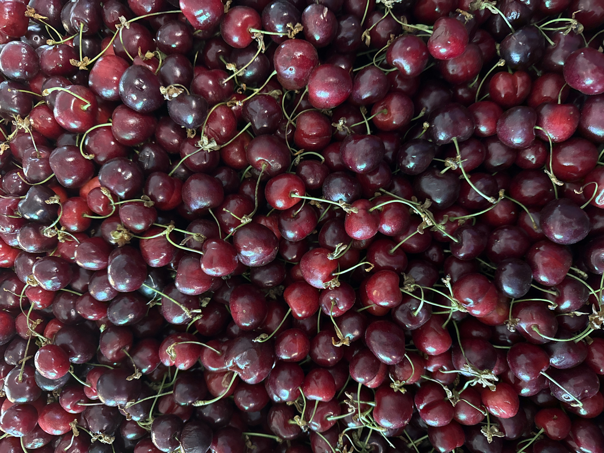 A close-up, top-down view of a large pile of dark red cherries, many with green stems, fills the frame. The cherries vary slightly in size and shape, with some appearing round and plump while others are more heart-shaped. Their surfaces are glossy, reflecting light and highlighting their deep, rich color. The stems are thin and delicate, some still attached in clusters. The image is tightly cropped, showing only the cherries without any background or context of their surroundings. The specific location in the city of Lokbatan, Azerbaijan, cannot be determined from the visual information provided in the image.