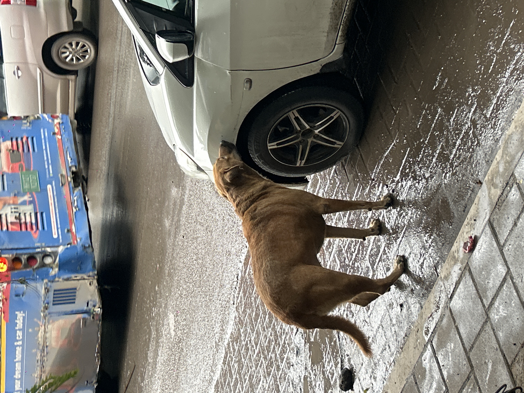 A brown dog is seen with its head pressed against the front fender of a white car. The dog is standing on a wet, paved surface, likely a sidewalk, adjacent to a street. The street is also wet, with puddles and reflections indicating recent rain. In the background, a blue bus is partially visible, with text on its side. A silver van is also in the background. The scene appears to be an urban environment, possibly a street in Pune, India, given the architectural and vehicular context, though this cannot be definitively confirmed without further information. The dog's action suggests it might be sniffing or investigating the car. There are no other visible people in the immediate vicinity of the dog and the car.