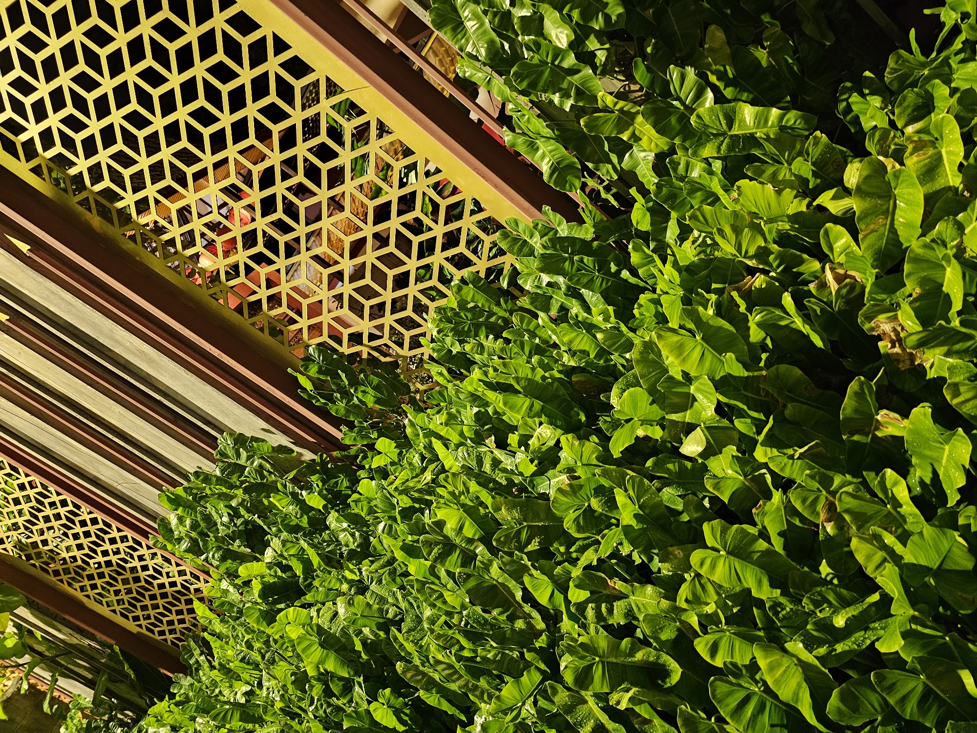 A close-up, high-angle shot captures lush, vibrant green foliage in the foreground. The leaves are large and heart-shaped, with a slightly glossy texture and visible veins. Some leaves appear to have water droplets on them, suggesting recent watering or dew. The foliage fills the lower two-thirds of the frame.
Behind the plants, a geometric metal screen in a bright yellow hue is visible. This screen features a repeating pattern of interlocking rhombuses that create a honeycomb-like effect. It is mounted on a diagonal structure, with thick, dark brown beams supporting it. Behind the yellow screen, glimpses of other structures and colors can be seen, including what appear to be red and orange elements, suggesting a building or decorative elements.
The overall lighting suggests a bright, sunny day, with strong highlights and shadows cast by the sun and the geometric screen onto the foliage. The image appears to be a detail shot of a well-maintained garden or a decorative outdoor space. Without further context, it is impossible to definitively place this scene in Bangkok, Thailand.