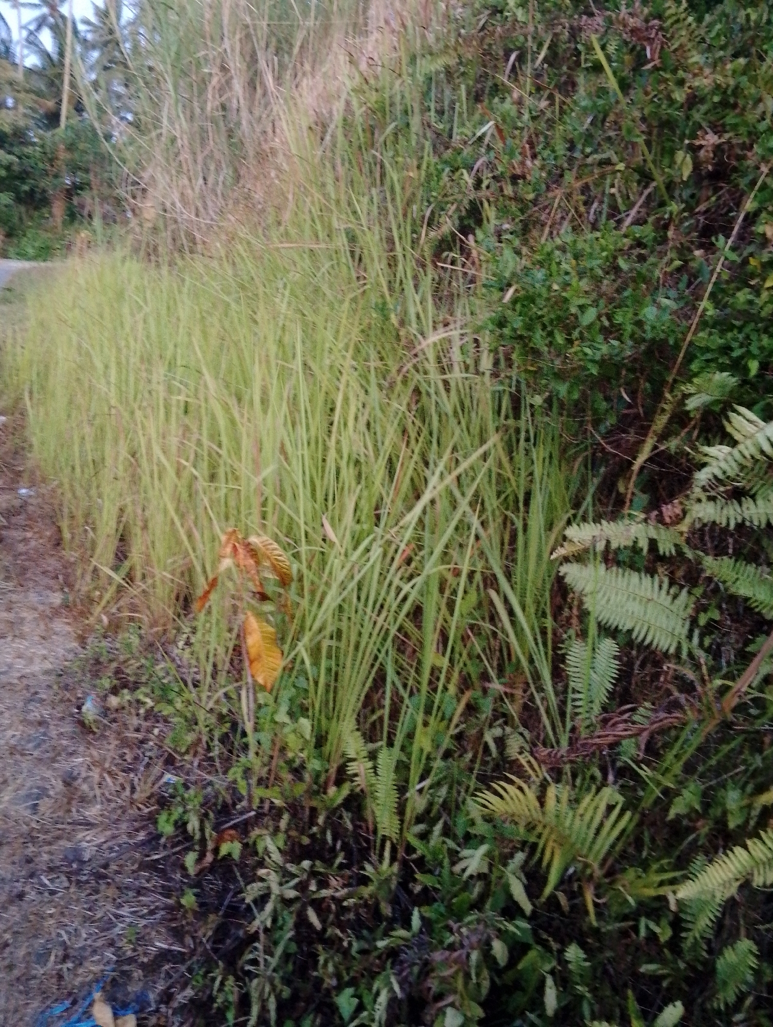 The image captures a roadside scene in Tomohon, Indonesia. On the left, a rough, unpaved surface, possibly a dirt path or shoulder, is covered with dry leaves and debris. Adjacent to this, a dense growth of tall, green grass with some dry, straw-like stalks dominates the midground. Among the grass, a small sapling with reddish-brown leaves is visible. To the right, a thicket of green foliage, including ferns with their characteristic fronds, forms a natural barrier. In the background, the faint outlines of palm trees suggest a tropical environment. The overall scene depicts a natural, overgrown area alongside a road, characteristic of the rural or semi-rural outskirts of Tomohon.