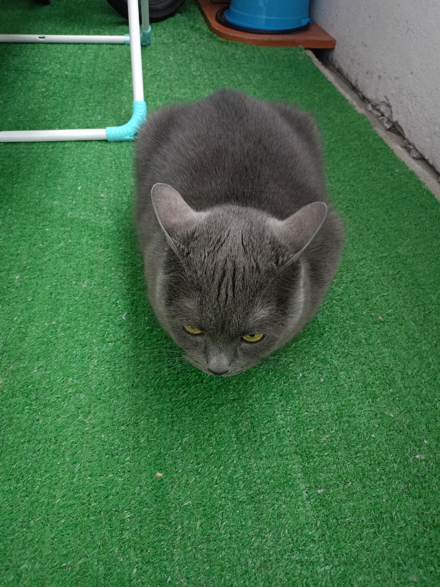 A grey cat with yellow eyes is loafing on a green artificial turf surface. The cat's body is curled, and its head is lowered. In the background, a white PVC pipe structure with turquoise connectors is partially visible. To the right, a rough concrete wall meets the turf, and a dark blue bucket sits on a wooden shelf next to the wall. The scene appears to be outdoors, possibly in a yard or patio area.