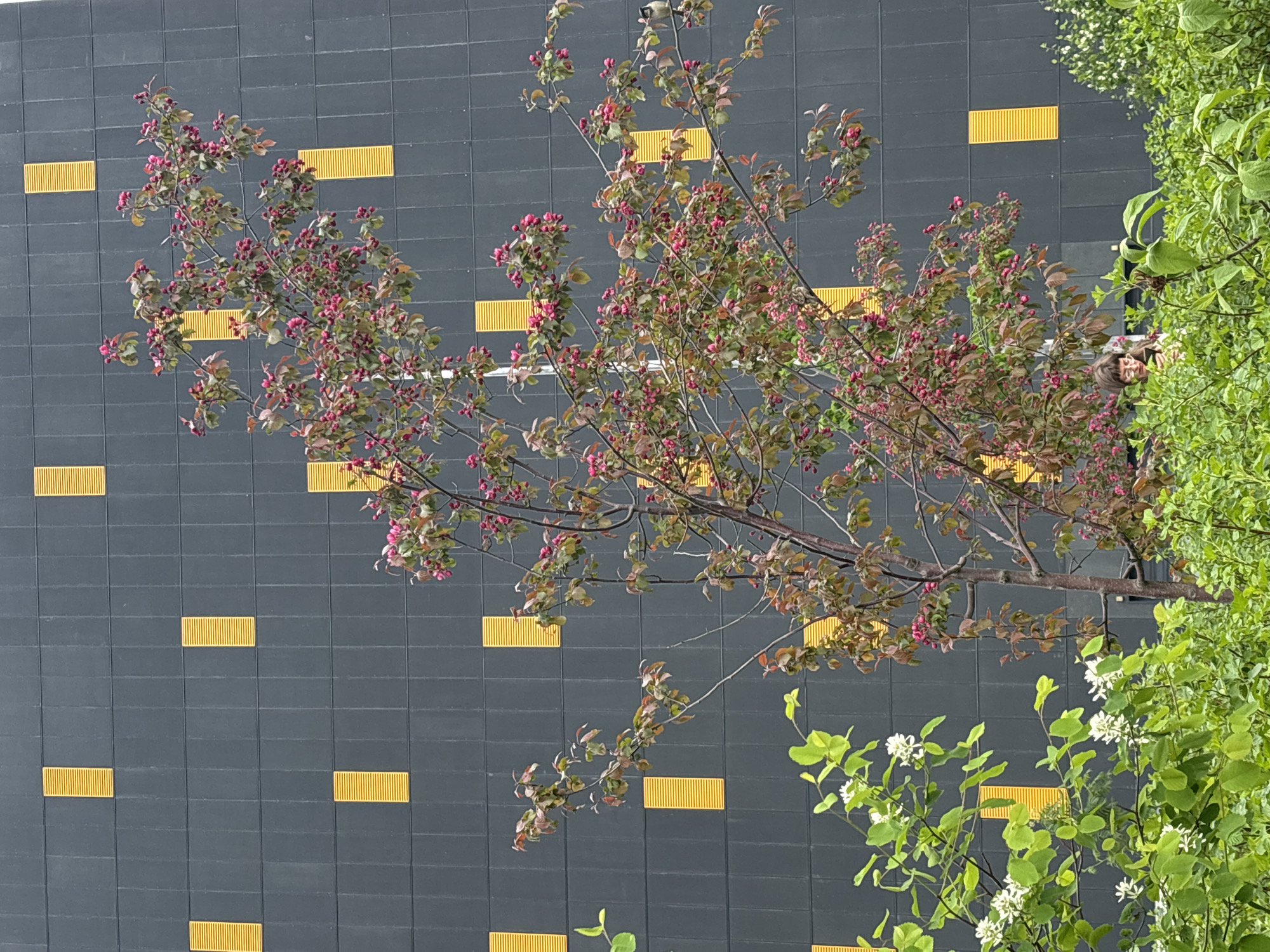 The image presents a close-up view of a tree with pink blossoms set against a modern building facade. The building has a dark gray, grid-like texture with intermittent horizontal yellow rectangles incorporated into its design. To the right of the pink-blossomed tree, there is lush green foliage with small white flowers interspersed. A partial view of a person with brown hair is visible, seemingly peeking out from behind the greenery on the right side of the frame.