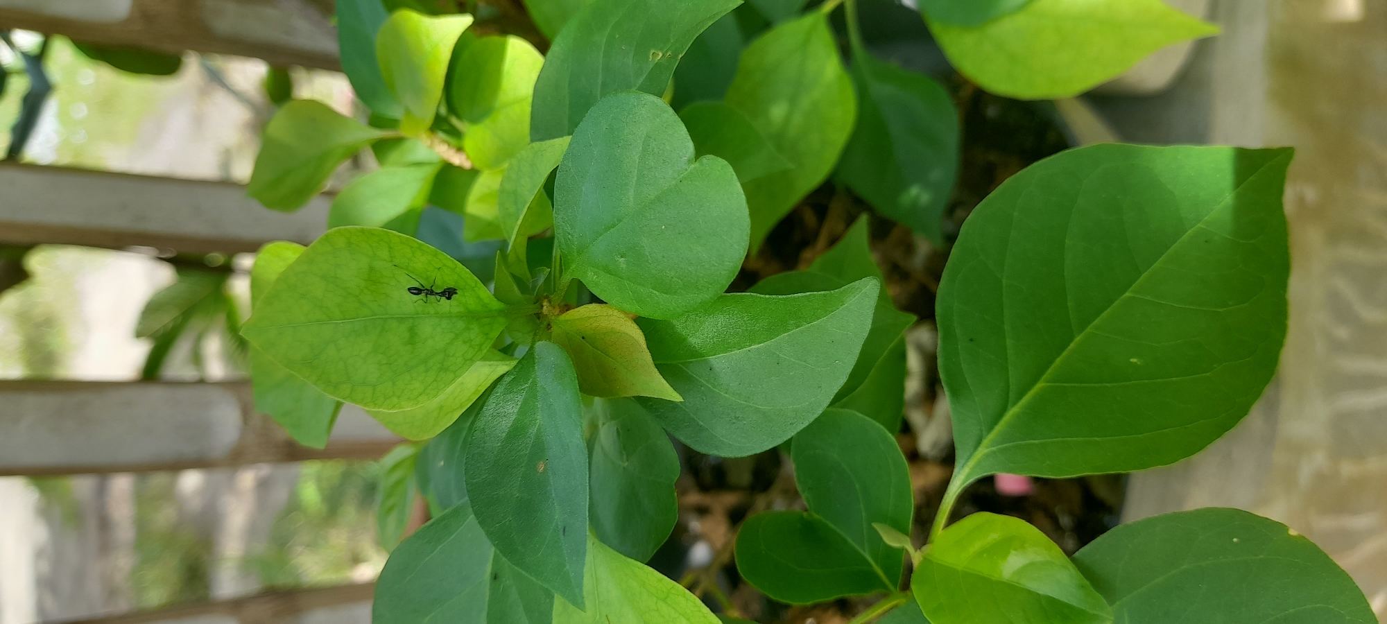 A close-up, eye-level shot shows lush green leaves, with a distinct ant crawling on one of the leaves. The leaves appear healthy and vibrant, suggesting a well-maintained plant. A blurred background shows a wooden slatted fence. The location is Buketteukuh, Indonesia.