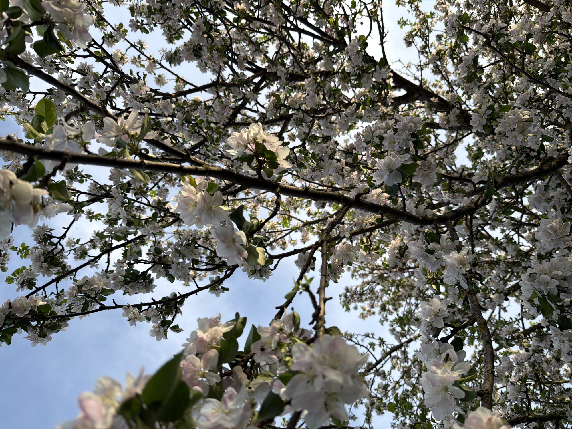 The image shows a view looking up into a tree laden with white blossoms, possibly in Кадряково, Russia. Branches fill most of the frame, with a small portion of blue sky visible through the gaps between the blossoms and branches. The blossoms are predominantly white with hints of pink. The branches are dark brown and partially obscured by the density of the flowers. The lighting suggests it's either early morning or late afternoon, with some areas in shadow and others brightly lit.