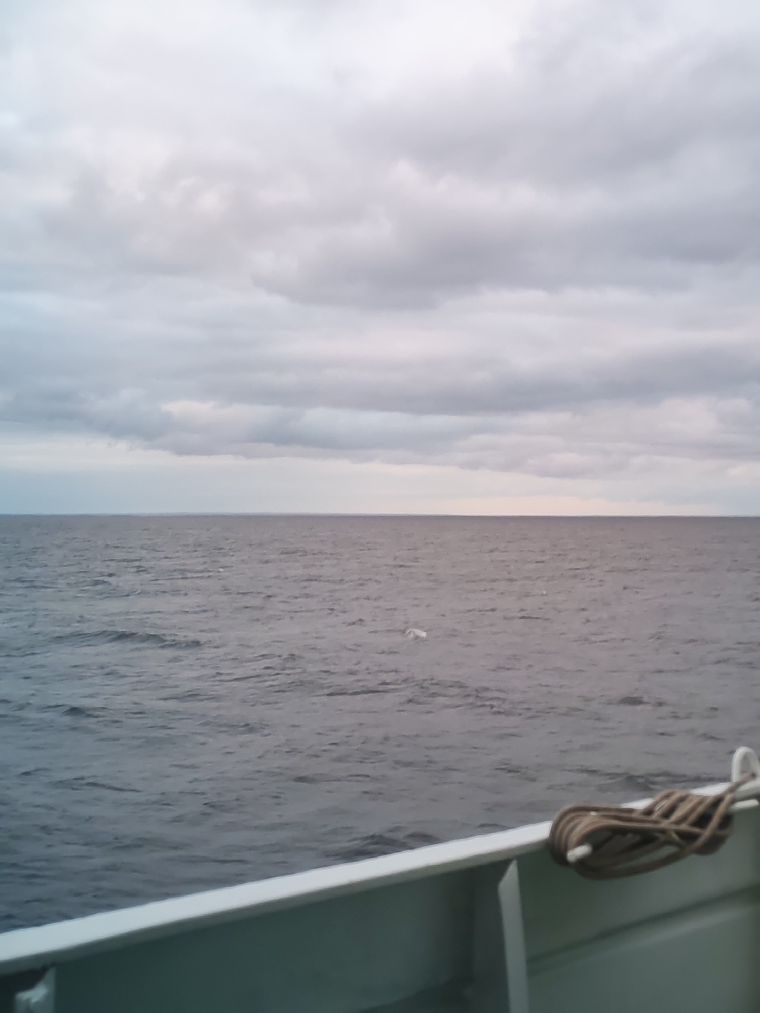 The image presents a serene view from the deck of a boat, looking out over a vast body of water under an overcast sky. The upper half of the frame is filled with a dense, uniform layer of grey and white clouds, indicating a cloudy or overcast day with soft, diffused lighting. There are no discernible signs of direct sunlight.
A clear, straight horizon line separates the cloudy sky from the dark, rippling water that extends across the lower mid-ground. The water's surface shows gentle, understated waves, reflecting the muted light. In the mid-distance, a small white bird is visible on the water, adding a focal point to the expansive scene.
In the immediate foreground, a clean, light green or white railing and a section of the boat's hull are visible, framing the bottom of the image. On the right side of the railing, a neatly coiled brown rope is secured to a fitting, characteristic of marine vessels. No people are visible in the frame, emphasizing the vastness and tranquility of the natural environment.
The overall mood is calm and contemplative. Given the location context of Shcheleiki, Russia, the body of water is likely a large river, such as the Svir, or one of the major lakes it connects, like Lake Onega or Lake Ladoga. There is no visible text in the image.