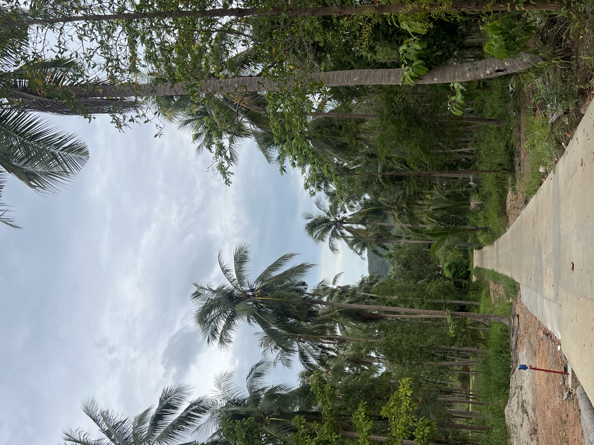 This media file depicts a pathway flanked by lush tropical vegetation, predominantly consisting of numerous palm trees with their fronds reaching towards a cloudy sky. The pathway is paved with concrete and appears to be a road or a walking path, curving gently into the distance. The scene is dominated by the natural elements, with dense green foliage creating a tunnel-like effect along the path. In the foreground on the right side of the pathway, there is a small red post with a blue indicator.
The time of day appears to be overcast, suggesting either early morning or late afternoon, or a day with significant cloud cover. The weather is likely humid, typical of a tropical environment. The setting is clearly identified as Ko Pha-ngan District, Thailand, which is known for its tropical climate and abundant palm trees.
There are no people or animals visible in the image, and no text is present. The overall impression is one of a serene and natural tropical landscape, possibly a secluded area on the island. The presence of the paved path suggests some level of human infrastructure within the natural setting.