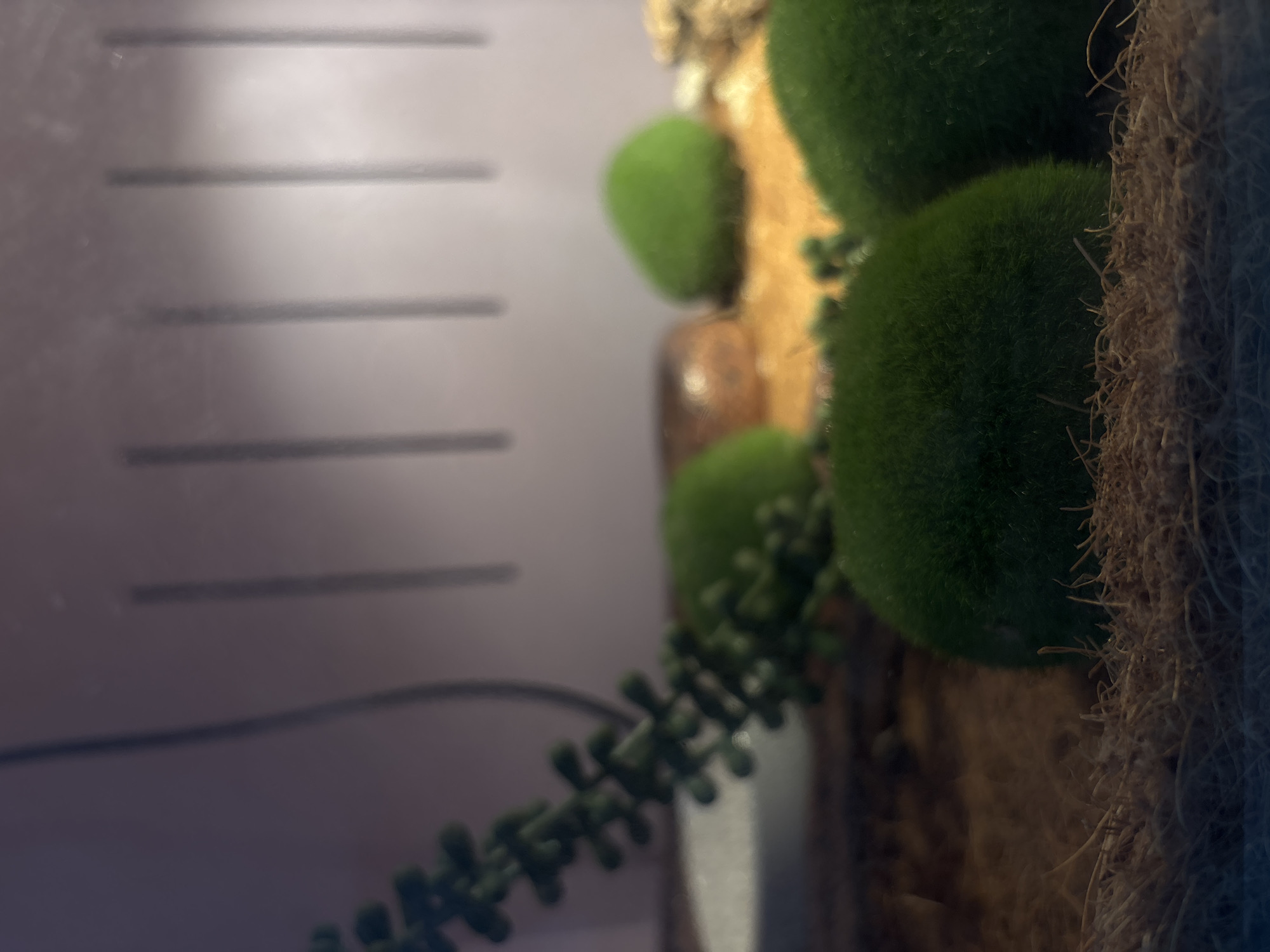 The image shows a close-up of a terrarium containing moss balls and a decorative plant. The terrarium substrate appears to be a coarse, fibrous material, possibly coco fiber. Several spherical, vibrant green moss balls are scattered throughout the substrate. To the left, a chain-like green decorative plant with small, bead-like leaves hangs into the frame. The background is blurred but suggests a textured wall with vertical indentations, possibly part of the terrarium enclosure. The lighting is dim, casting soft shadows and highlighting the textures of the moss and substrate. There is no visible indication of the location within Saint Petersburg, Russia.