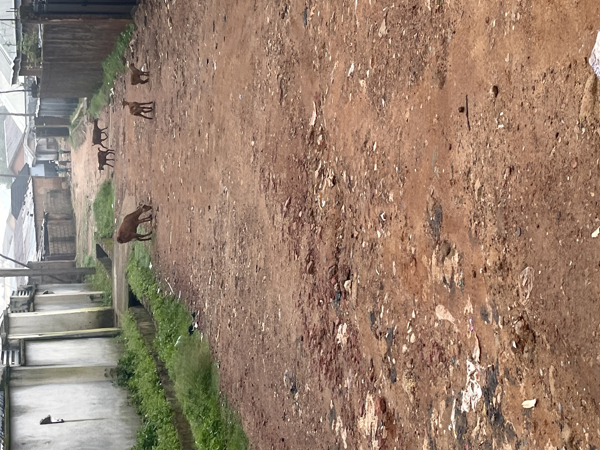 A dirt road runs through a residential area, lined with buildings and walls. Several goats are scattered across the road. In the background, a few people are visible walking. The scene appears to be in Jos, Nigeria, judging by the architecture and the general environment.