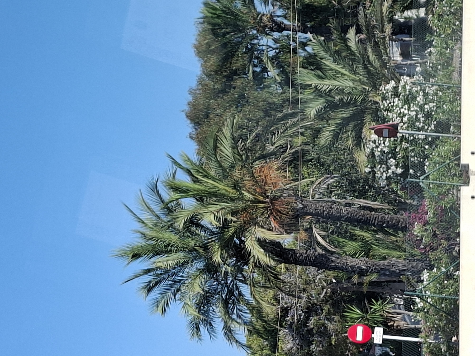 This is a photograph of palm trees and other vegetation under a clear blue sky, likely taken in Guardamar del Segura, Spain. In the foreground, there is a white fence with green metal poles. Behind the fence, there is a variety of green foliage, including flowering bushes with white and pink blossoms. There are also two traffic signs visible. On the left, a circular red sign with a white horizontal bar signifies "No Entry." To its right, a smaller rectangular sign with text is attached to the same pole. Further to the right, another traffic sign, a red triangular shape with a dark horizontal bar, is partially obscured by foliage. Several palm trees with rough, textured trunks are prominent in the mid-ground, with their fronds reaching towards the sky. Behind the palm trees, a dense collection of trees with darker green leaves creates a backdrop. The overall impression is a sunny, possibly coastal, environment.
