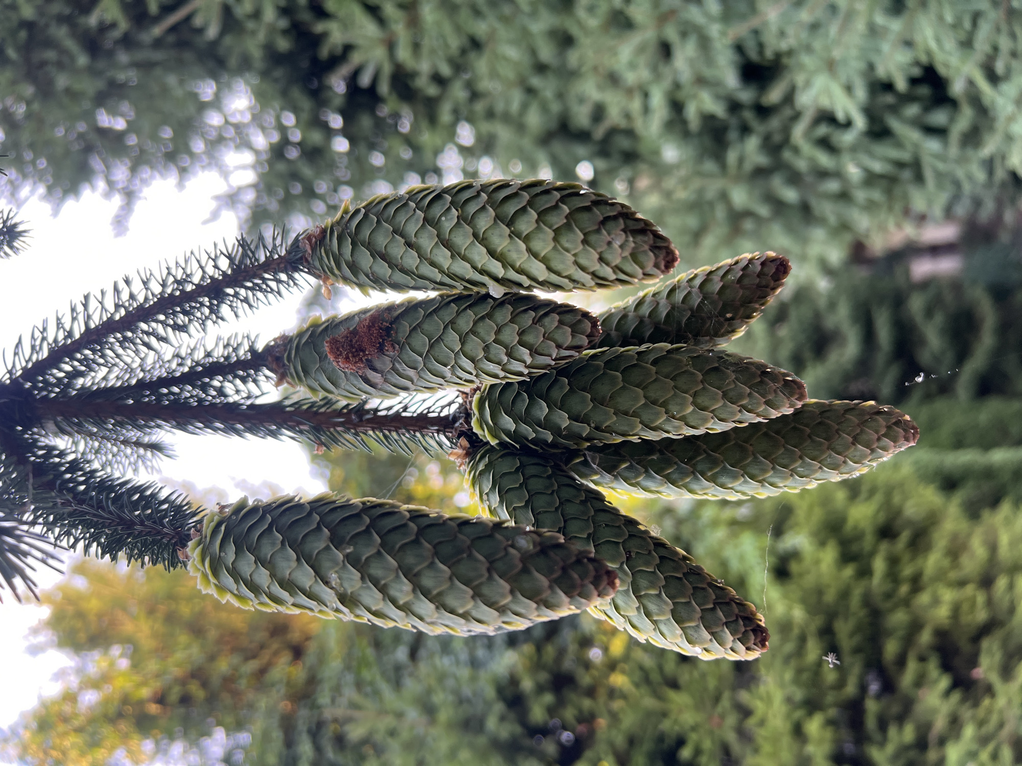 The image is a close-up, eye-level outdoor shot of several large, green, immature pine cones hanging from a branch. The cones are elongated and covered in overlapping scales, with some appearing to have small water droplets or sap on them. One of the cones has a small, reddish-brown cluster of what appears to be pollen or insect activity near its top. The branch is dark and covered in needle-like leaves. The background is softly blurred, showing more green pine foliage and some bright yellow-green leaves from a deciduous tree illuminated by sunlight. The lighting suggests it is either early morning or late afternoon. There are no people visible in the image. The environment is a natural setting, likely a park or garden. There is no indication of the location being in Fontanka, Ukraine.