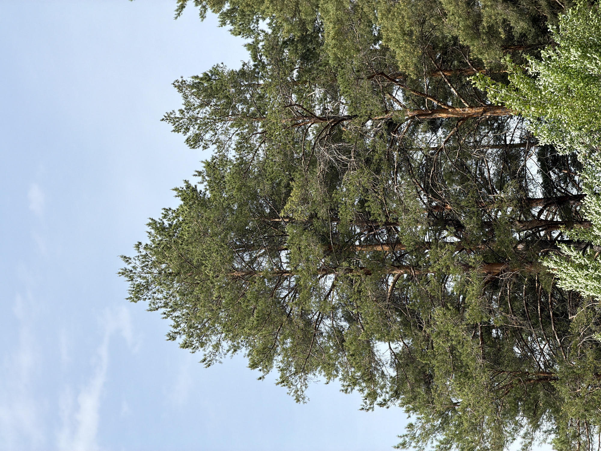 A low-angle shot looks up through the branches of a tall pine tree against a clear, blue sky with faint clouds. The tree's branches spread out, showcasing the texture and color variations of the needles, ranging from vibrant green to darker hues. Some bare branches are also visible. To the right of the pine tree is foliage from another tree with bright green leaves. The location is somewhere in the city of Прикамский, Russia.
