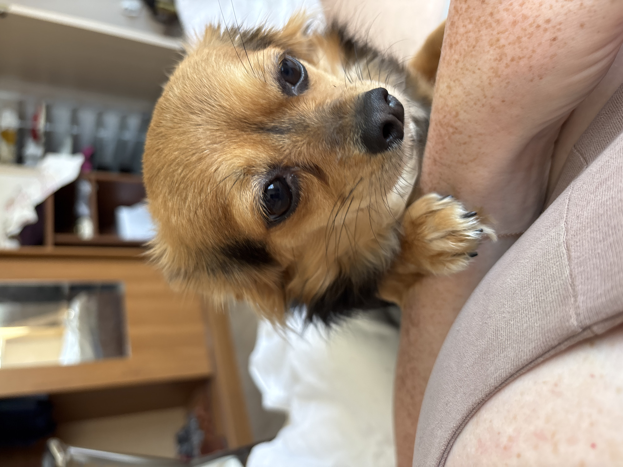 The image shows a close-up of a small, tan-colored dog with black markings on its face and neck, resting its paws on a person's arm. The dog's head is slightly turned, and its dark eyes are looking down. The person's arm is visible from the shoulder to the elbow, covered in freckles and wearing a light-colored, ribbed garment. The background is blurred but suggests an indoor setting with furniture, possibly a bedroom, including a wooden wardrobe with a mirror and shelves with various items. The lighting is soft and appears to be natural. There is no indication of the location being in the city of Sochi, Russia.