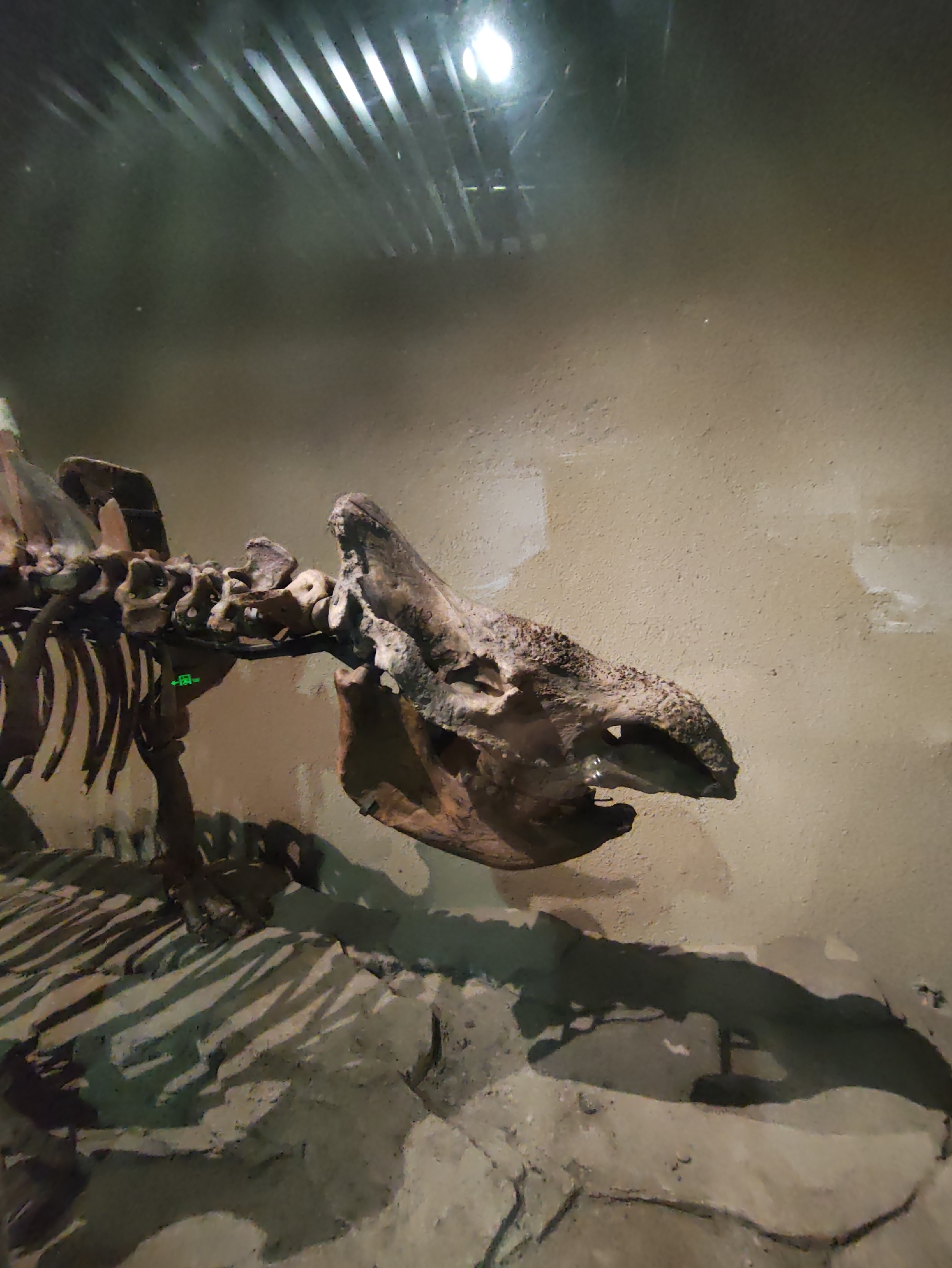 The image shows a close-up, side view of a fossilized dinosaur skeleton displayed in a museum setting. The skeleton is partially illuminated, with shadows cast on the wall and floor. The skull and rib cage are visible, with the skull being particularly prominent and detailed. The dinosaur appears to be large, with a distinctive snout and jaw structure. The background consists of a textured wall and a rocky floor, suggesting a naturalistic exhibit. The lighting suggests the skeleton is on display in a dimly lit environment, likely a natural history museum. The location is identified as Longfeng District, China.