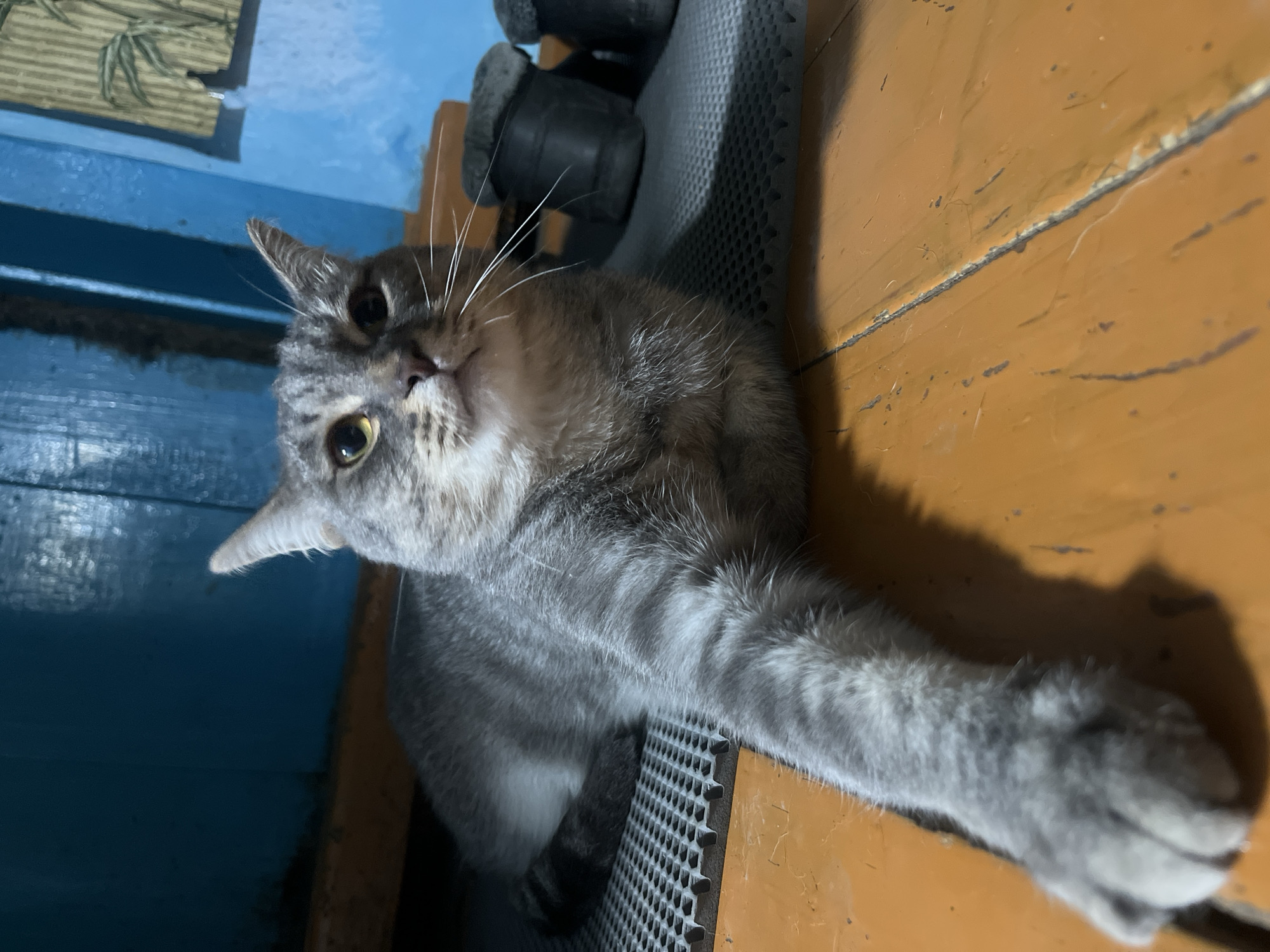 A domestic short-haired cat, predominantly grey with distinct tabby stripes, is the central subject of this indoor photograph. The cat is captured from an elevated perspective, lying down with its head tilted upwards, looking directly at the camera with bright yellow-green eyes and prominent white whiskers. Its right front paw is extended forward, resting on an orange-brown wooden surface.
The cat is positioned partly on a dark grey, textured surface featuring a grid pattern, which appears to be a section of a chair or piece of furniture. This textured surface borders the worn, orange-brown wooden area, which shows signs of scratches and wear. In the background to the left, a blue-painted wall or surface is visible, contrasting sharply with the orange. Faint details in the upper left suggest a plant or decorative item on the blue surface. Towards the upper right background, dark, indistinct objects, possibly components of furniture or equipment, are discernible.
The lighting suggests an indoor setting, potentially with artificial light, casting visible shadows from the cat's head and body onto the wooden surface. The cat's posture and gaze convey curiosity and attentiveness. The scene depicts a quiet, domestic moment within what appears to be a home environment, located in Nizhny Tagil, Russia. No visible text is present in the image.