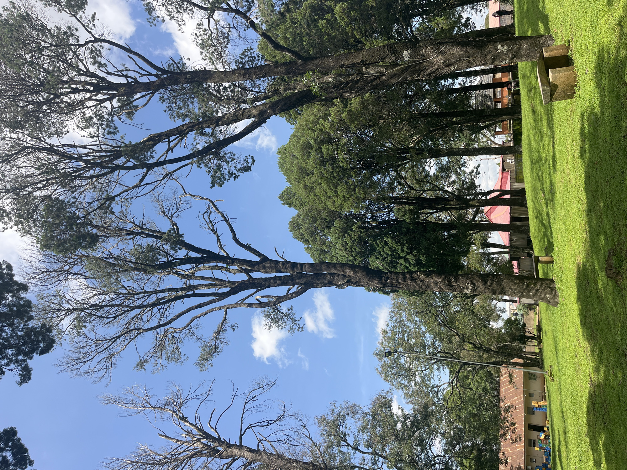 The image depicts a park-like setting with lush green grass under a bright, partly cloudy blue sky. Several tall, mature trees with dark bark and varied foliage dominate the scene, some with sparse branches reaching towards the sky. In the background, there are buildings with corrugated iron roofs, including one with a prominent red roof. A stone bench is visible in the foreground on the right side of the frame. A few people are visible in the distance, one standing near a building and another possibly walking. The overall impression is a tranquil outdoor space, possibly a communal area or school grounds.