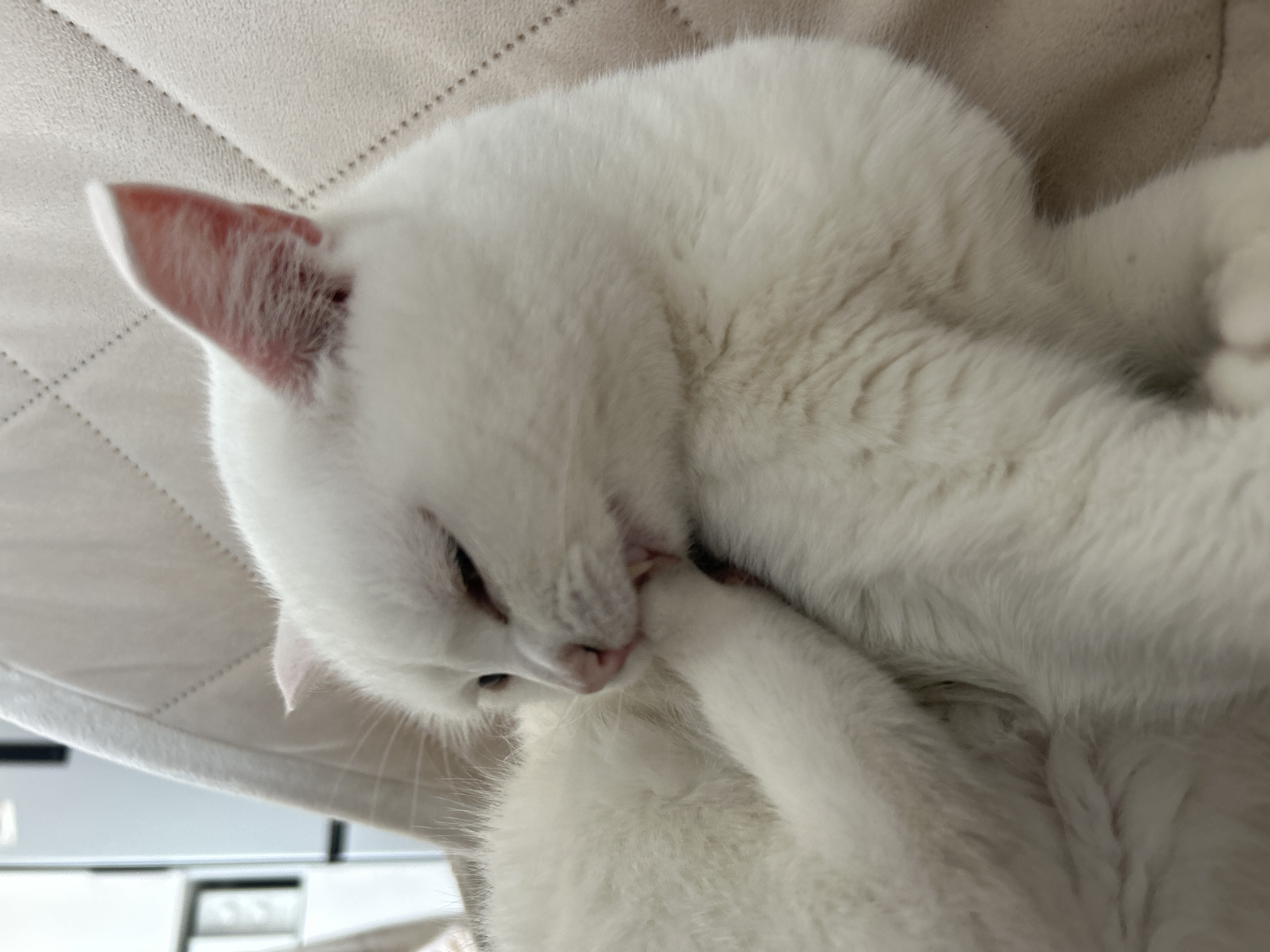 A white domestic cat is depicted in a close-up shot, positioned on a light-colored, quilted surface, likely upholstery. The animal is in the process of self-grooming, with its head turned towards its raised front left paw, which it is holding with its mouth. The cat's mouth is open, revealing multiple teeth, and its tongue is extended as it licks the paw. Its eyes are partially closed. The fur is uniformly white, and its nose and the interior of its ears are pink. The quilted background exhibits a diamond-stitch pattern. The specific location within the city of Chaikovsky, Russia, cannot be determined from the provided visual information.