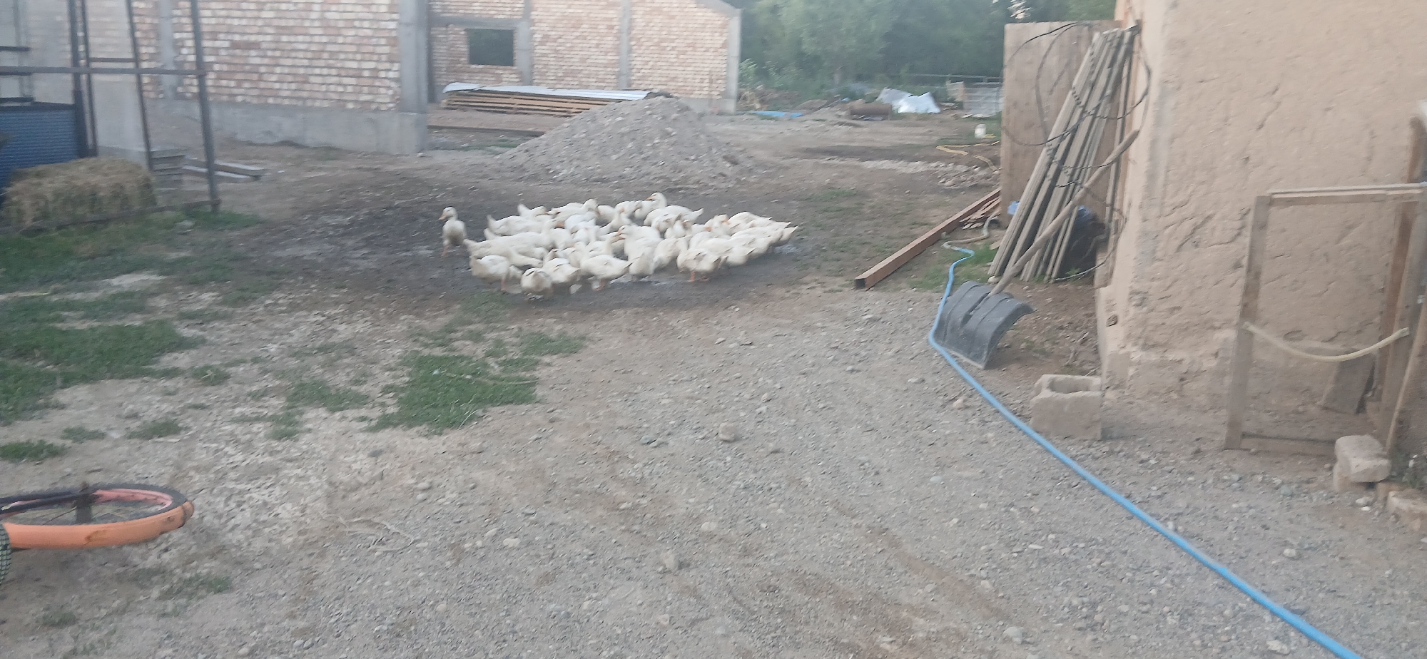A flock of white ducks is gathered in a dirt yard. The ducks are mostly huddled together, with a few individuals foraging or standing apart. They appear to be in a rural or semi-rural setting. In the background, there is a brick building under construction or renovation, with stacks of lumber and a pile of dirt or gravel. A metal structure, possibly part of a fence or scaffolding, is also visible. To the right, there is a rough, earthy wall of a building, with some wooden planks and electrical wiring leaning against it. A blue hose runs across the ground, connected to a black, curved object that resembles a shovel head or a trough. In the foreground, a bicycle wheel with an orange rim lies on its side. The overall scene suggests an outdoor area with agricultural or construction activity. The lighting indicates it might be late afternoon or early evening, with soft shadows. No people are visible in the frame. The location context provided is Mihaylovka, Kyrgyzstan.