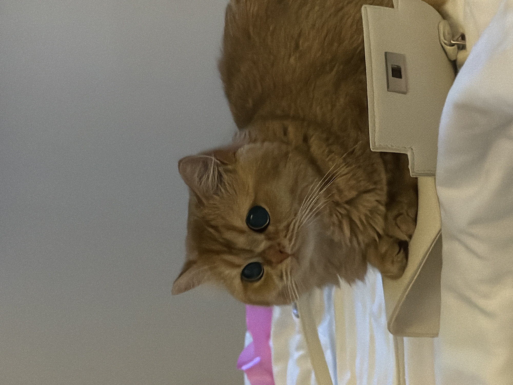 An orange tabby cat with large, dark eyes is the subject of this indoor portrait. The cat is positioned on a bed, with its body angled towards the right side of the frame. The cat is resting on a light-colored, possibly leather, accessory that has a metallic clasp detail. The background consists of a plain, textured wall and bedding, suggesting a domestic environment. There is a hint of a pink object in the mid-left background, out of focus. The lighting is soft and diffused, creating a gentle ambiance. The image does not depict any specific location within Đà Nẵng, Vietnam.