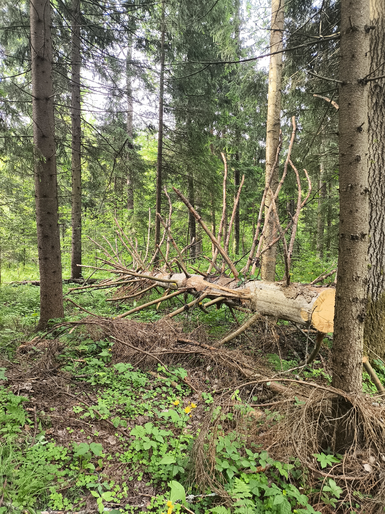 In a dense forest environment, a large, fallen tree lies horizontally across the forest floor. The tree, predominantly light brown with some bark still attached, has a fresh, circular cut at its right end, indicating recent felling. Numerous branches, both thick and thin, extend upwards and outwards from the fallen trunk, creating a complex, almost skeletal structure. The surrounding ground is covered in lush green vegetation, including small, clover-like plants and taller green leaves. Several dry, brown branches and twigs are scattered amongst the living plants, suggesting natural debris. In the background, numerous tall, slender trees with dark bark and green foliage create a sense of depth within the forest. The overall scene depicts a natural forest setting with a recently felled tree as the prominent subject.