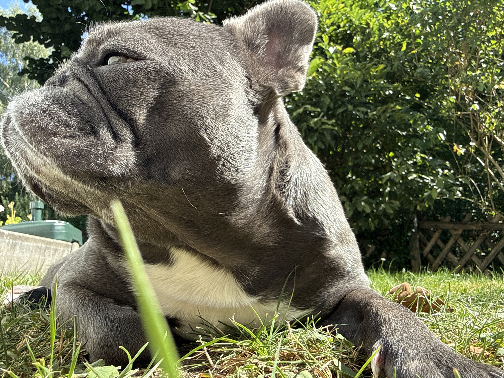 A French bulldog with gray fur and white chest markings lies on a grassy lawn in the city of Bad Sachsa, Germany. The dog's head is turned to the left, with its eyes partially closed, suggesting it is resting or observing something off-camera. Sunlight casts shadows across its face and body. In the background, lush green foliage from trees and bushes is visible, along with a portion of a concrete structure and a wooden fence. A green object, possibly a water barrel, is partially visible behind the concrete. The overall scene depicts a relaxed moment for the dog in a garden setting.