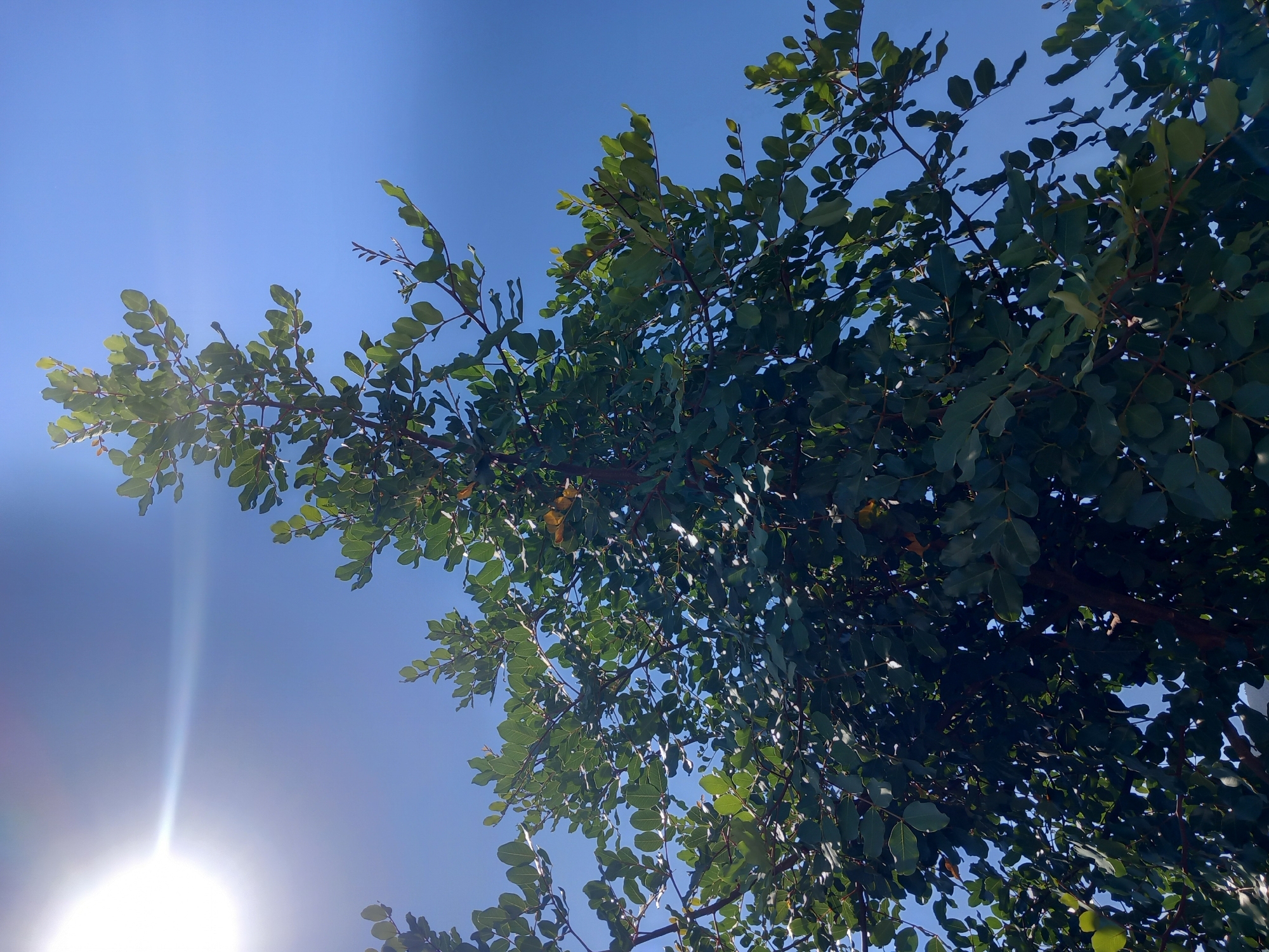 A low-angle shot captures a lush green tree against a bright blue sky. The sun is visible in the upper left corner, casting a bright lens flare across the sky and illuminating the leaves. The tree's branches are laden with dense foliage, with some leaves appearing lighter and more translucent due to the sunlight. The overall impression is one of a vibrant, sun-drenched day in a natural setting.