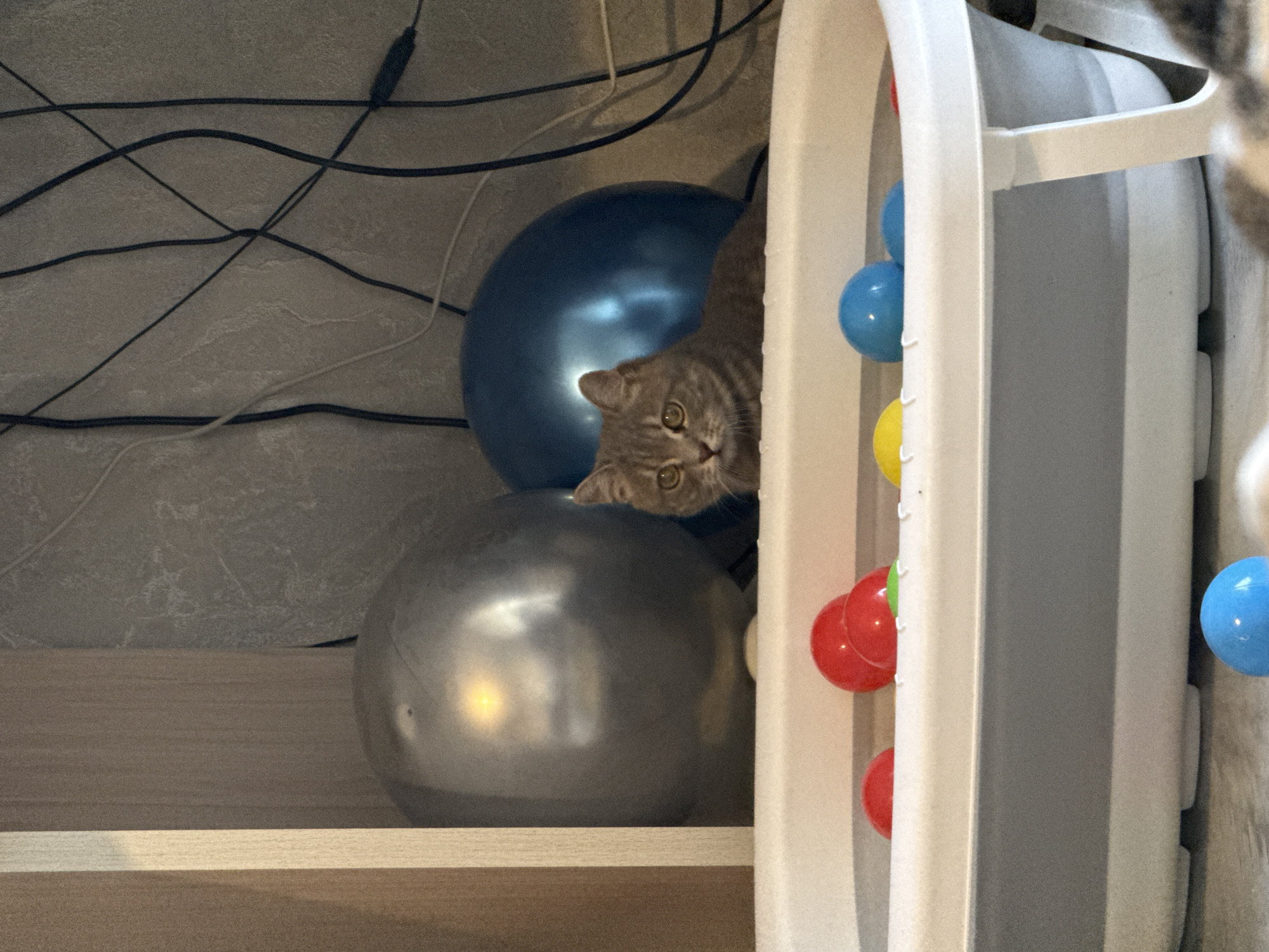 A light brown tabby cat with bright green-yellow eyes peers directly at the viewer from behind a blue balloon. The cat's head is tilted, giving it a curious and slightly mischievous expression. It is positioned in an indoor setting, peeking from the left side of a white, possibly plastic, structure that runs vertically along the right edge of the frame.
Behind the cat and the blue balloon, numerous dark wires are visible tangled against a textured, light gray wall. Below the blue balloon, a large silver-gray balloon rests on a light wooden shelf or surface. To the right of the white structure, several small, colorful spherical objects—red, yellow, and blue—are visible, resembling toy balls or decorative ornaments, possibly attached to the white structure.
The scene appears to be a cluttered indoor space, possibly a room where decorations like balloons are present, suggesting a celebratory or playful environment. The lighting is artificial, creating reflections on the balloons and highlighting the cat's eyes. There is no visible text. The image composition is somewhat tilted, adding a dynamic feel to the snapshot of the cat's hidden observation. The location context is Chaikovsky, Russia.