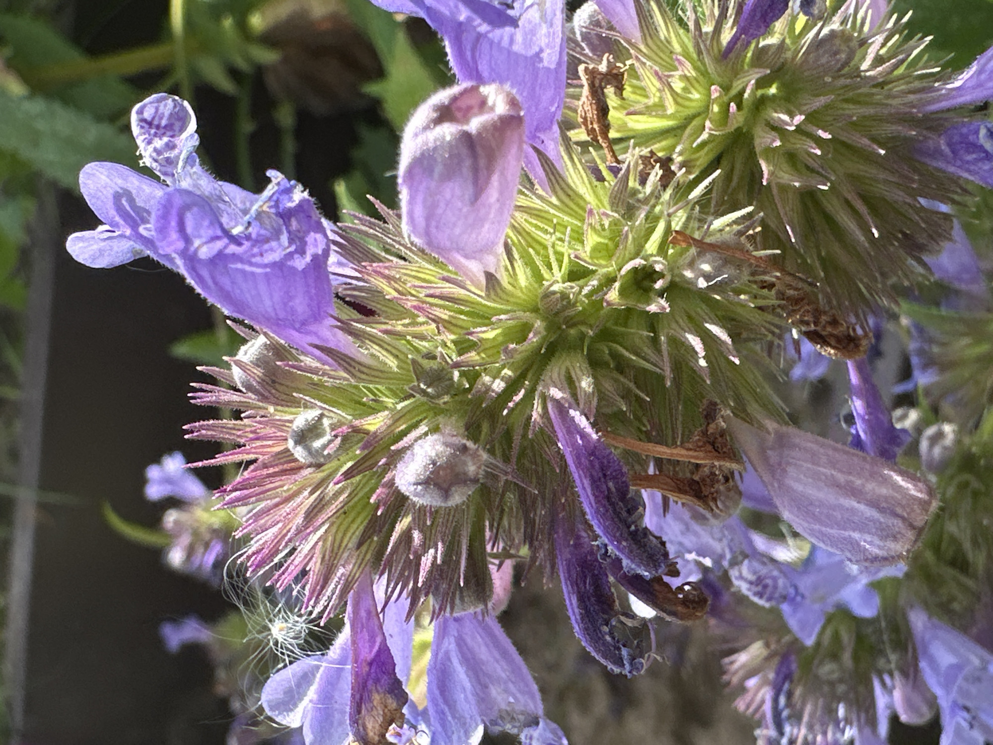 The image is a close-up, eye-level shot of a cluster of purple flowers, likely in bloom. The flowers are delicate and somewhat complex in structure, with multiple petals and stamens. Some of the flowers appear to be fully open, while others are still in bud form. The color palette is dominated by shades of purple, green, and pink, with hints of brown from dried parts of the plant. The background is out of focus, showing blurred greenery and possibly a dark surface, suggesting an outdoor setting. The lighting is natural, casting soft shadows and highlighting the textures of the petals and the fuzzy structures of the flower heads. The image quality is good, with sharp focus on the central part of the flower cluster. There are no people or animals visible in the image. The context of Podolsk, Russia is not directly inferable from the visual elements of the photograph.