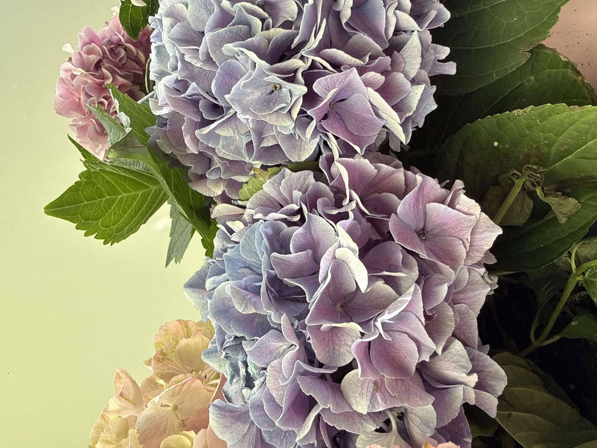 This is a close-up photograph of a bouquet of hydrangeas. The flowers are in various shades of purple, pink, and a peachy-yellow. The petals are densely packed and have a delicate, layered appearance. Lush green leaves are visible among the blooms, providing a contrast in color and texture. The background is a soft, pale green, which helps the vibrant colors of the flowers stand out. There are no people or visible actions in the image. The scene appears to be indoors or in a studio setting, focusing solely on the floral arrangement. There is no indication of its location in Bad Sachsa, Germany.