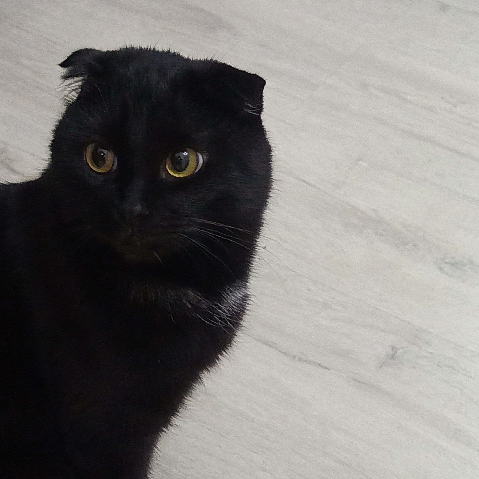 A close-up captures a black Scottish Fold cat. The cat has yellow eyes, folded ears, and some white hairs near its neck. The background is a light gray surface resembling wood or tile. The location is not discernible from the image.