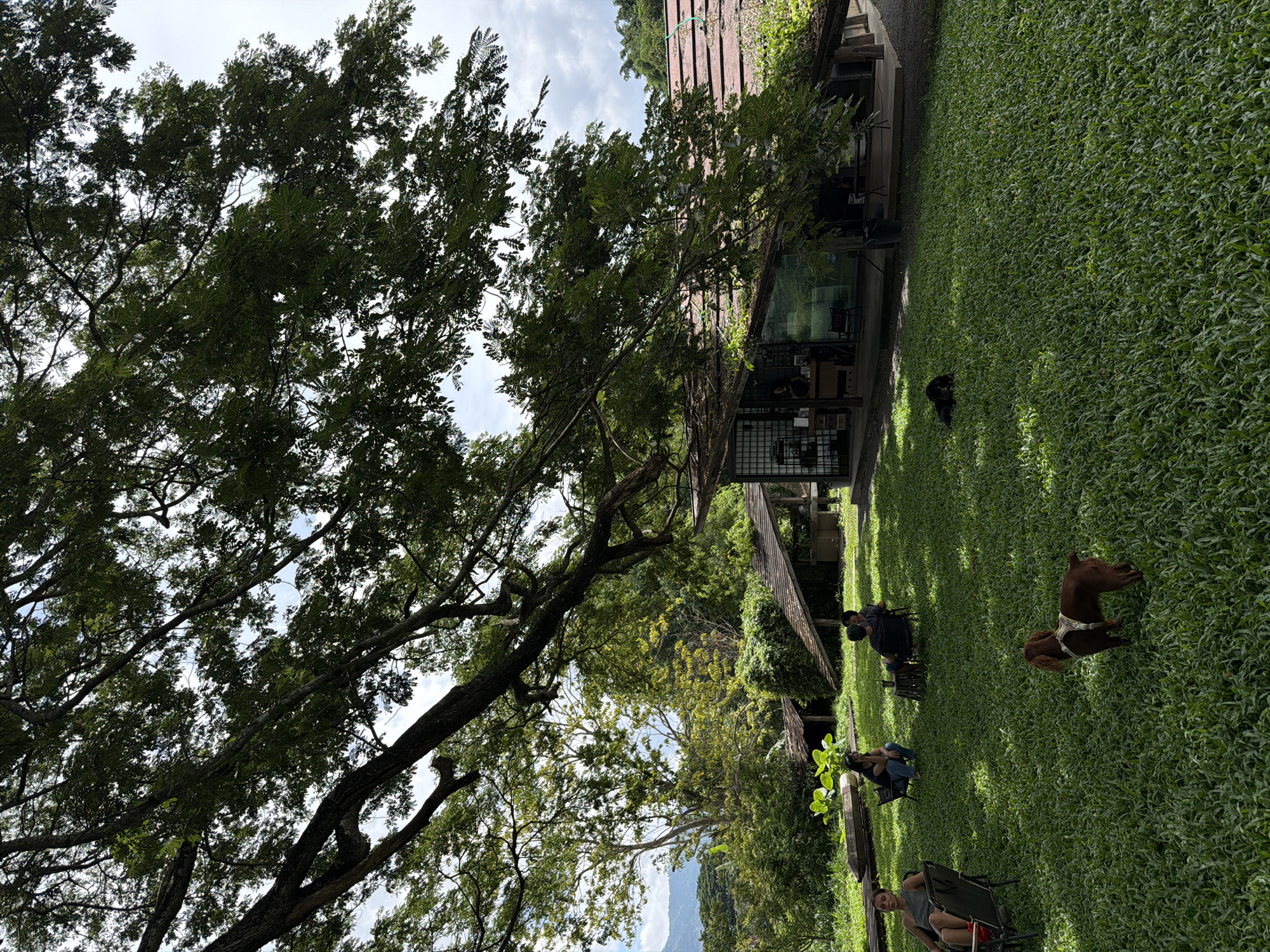 In Tambon San Phi Suea, Thailand, an outdoor seating area is depicted under the expansive canopy of a large tree. Several individuals are seated on chairs scattered across a manicured green lawn. Two dogs are present; one, a reddish-brown Irish Setter, stands in the foreground looking away from the camera, while another dark-colored dog lies down in the middle ground. In the background, a rustic building with a tiled roof and open-air sections serves as a cafe or restaurant, with visible patrons and service counters. The surrounding environment is lush and green, with dense foliage and distant mountains, suggesting a tranquil, natural setting within the region. The sky is partly cloudy.
