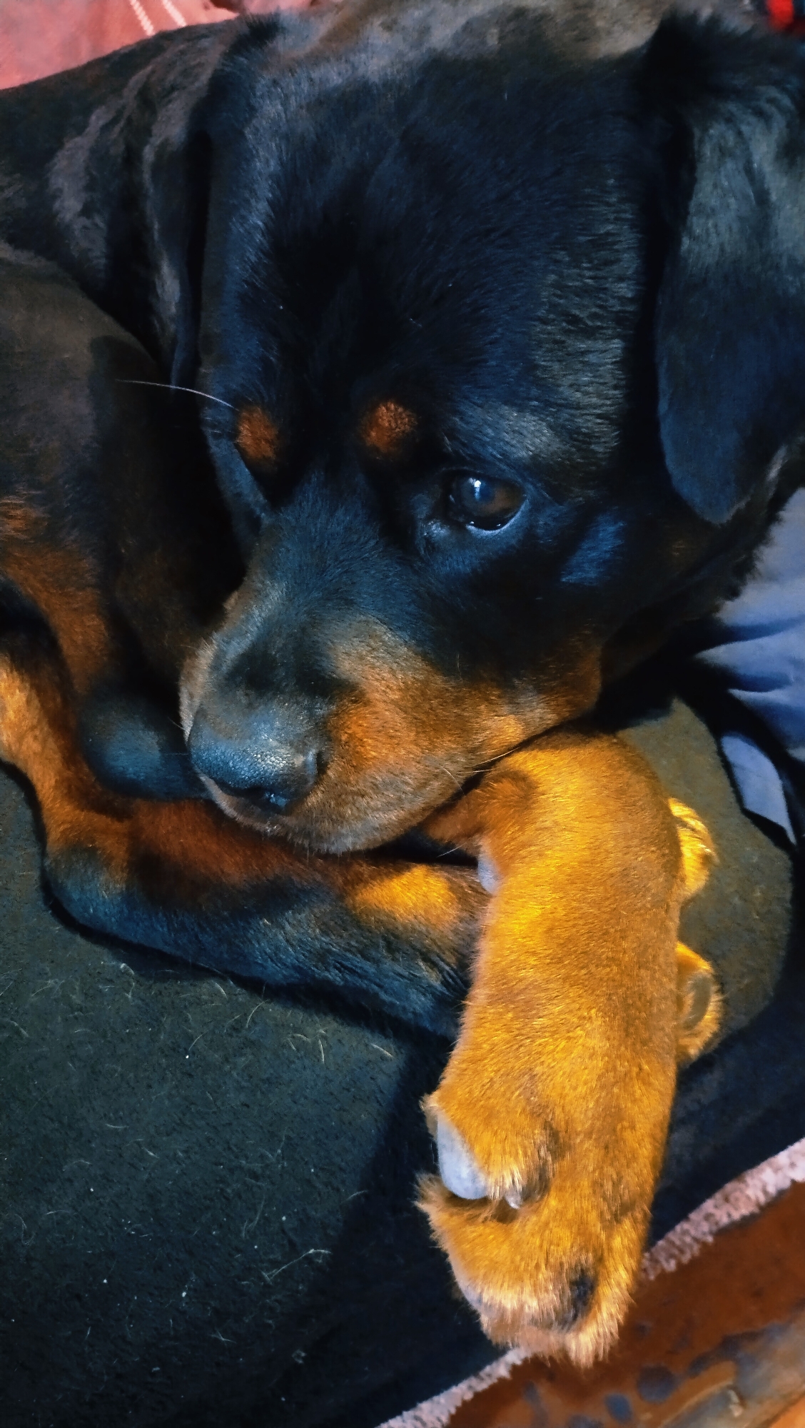 A Rottweiler dog is lying down with its head resting on its paw. The dog has black and tan fur and is looking to the right of the frame with its eyes partially closed. The dog is lying on a dark colored surface that appears to be a blanket or rug. The background is dark and out of focus. No specific location within the city of Horishni Plavni, Ukraine, can be determined from the image.