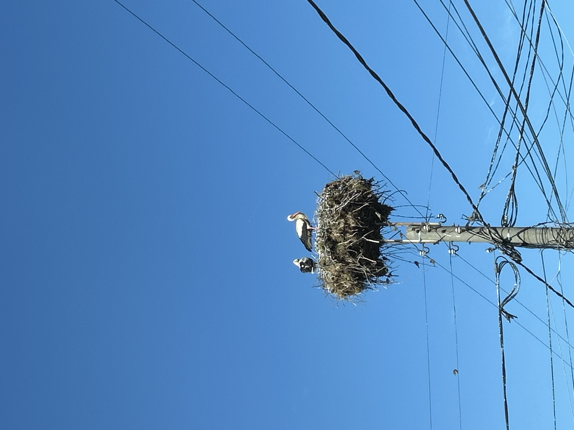 In Tankovo, Bulgaria, a large, messy bird's nest is situated atop a utility pole against a clear blue sky. Two storks are perched within the nest; one is larger and predominantly white with black wing tips and a red beak and legs, while the other is smaller, darker, and facing away from the camera. Several smaller birds are visible on the tangled wires below the nest. The wires are numerous and crisscross in front of the blue sky, obscuring the background. The utility pole itself is visible supporting the nest and wires.