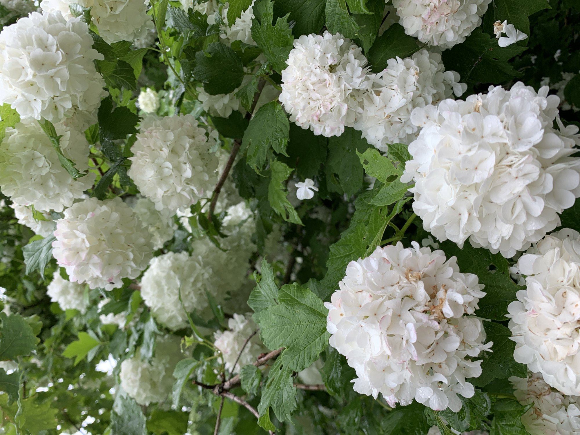 The image displays a close-up of a lush green bush with abundant white, spherical flower clusters. The petals of the flowers are delicate and layered, with some showing subtle hints of pink or light brown at their tips. The leaves of the bush are a deep green, many appearing wet, possibly from rain, with visible veins. Several branches are intertwined throughout the foliage. In the background, more white flower clusters and green leaves are visible, creating a dense, naturalistic scene. The overall impression is one of abundant, fresh springtime or early summer blooms in an outdoor setting. The location is specified as Відзаўскі сельскі Савет, Belarus, implying a rural or park-like environment within this region. There are no people or animals visible in the image.