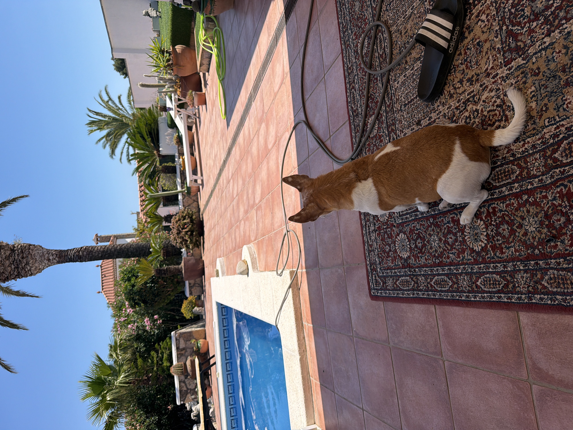 The image depicts a scene in Mont-roig del Camp, Spain. A tan and white Jack Russell Terrier-type dog stands on a patterned rug, next to a black Adidas slide sandal. A gray hose is coiled on the rug near the dog. The rug is on terracotta tiles beside a swimming pool. Beyond the pool are various potted plants and palm trees against a clear blue sky. The architecture of a house or building is partially visible in the background.