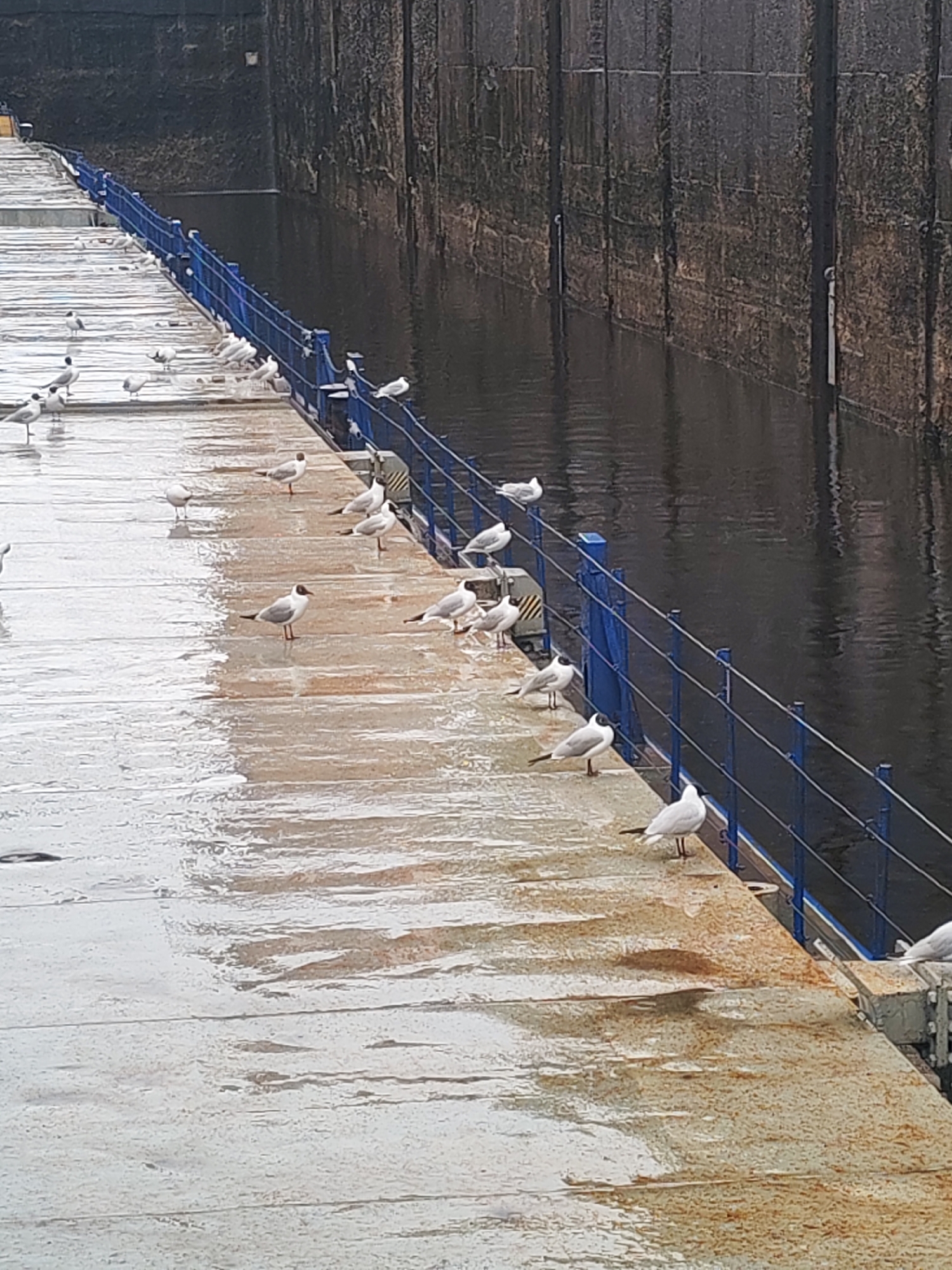 A long, wide concrete pier, wet from recent rain, hosts a flock of white and gray gulls. A blue metal railing runs along the edge of the pier, separating it from a body of dark water. A tall, dark, wall made of rectangular blocks rises from the water's edge, potentially part of a dam or canal system. The scene has an overcast sky. No people are visible. The gulls are mostly standing or walking, with some perched on the blue railing.