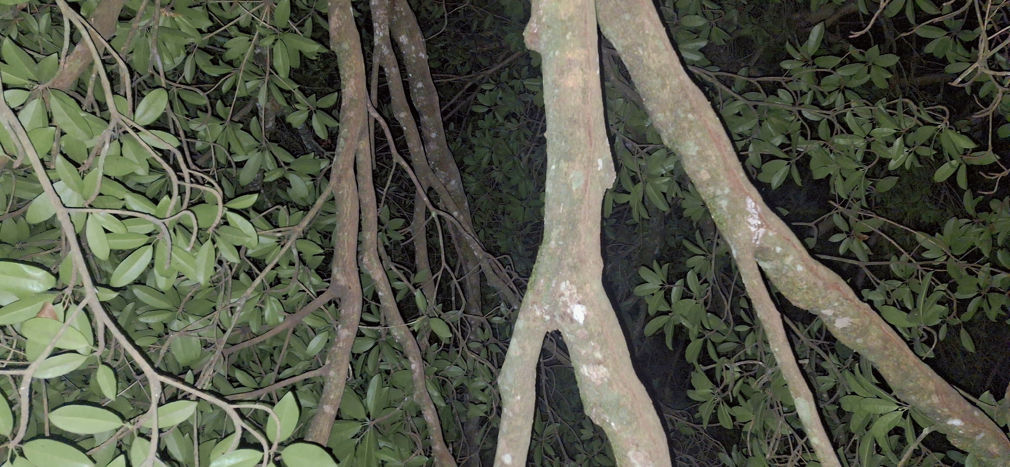 The image shows a dense canopy of green leaves and thick branches, likely from a tree or cluster of trees, casting deep shadows. The branches are varied in thickness and texture, some appearing smooth and others rough with lichen or moss. The lighting is dim, suggesting it is either dusk, dawn, or nighttime. The overall impression is one of lush, overgrown vegetation. There are no people, animals, or man-made objects visible in the image. The specific location in Vallecito, Venezuela, cannot be determined from the visual information provided.