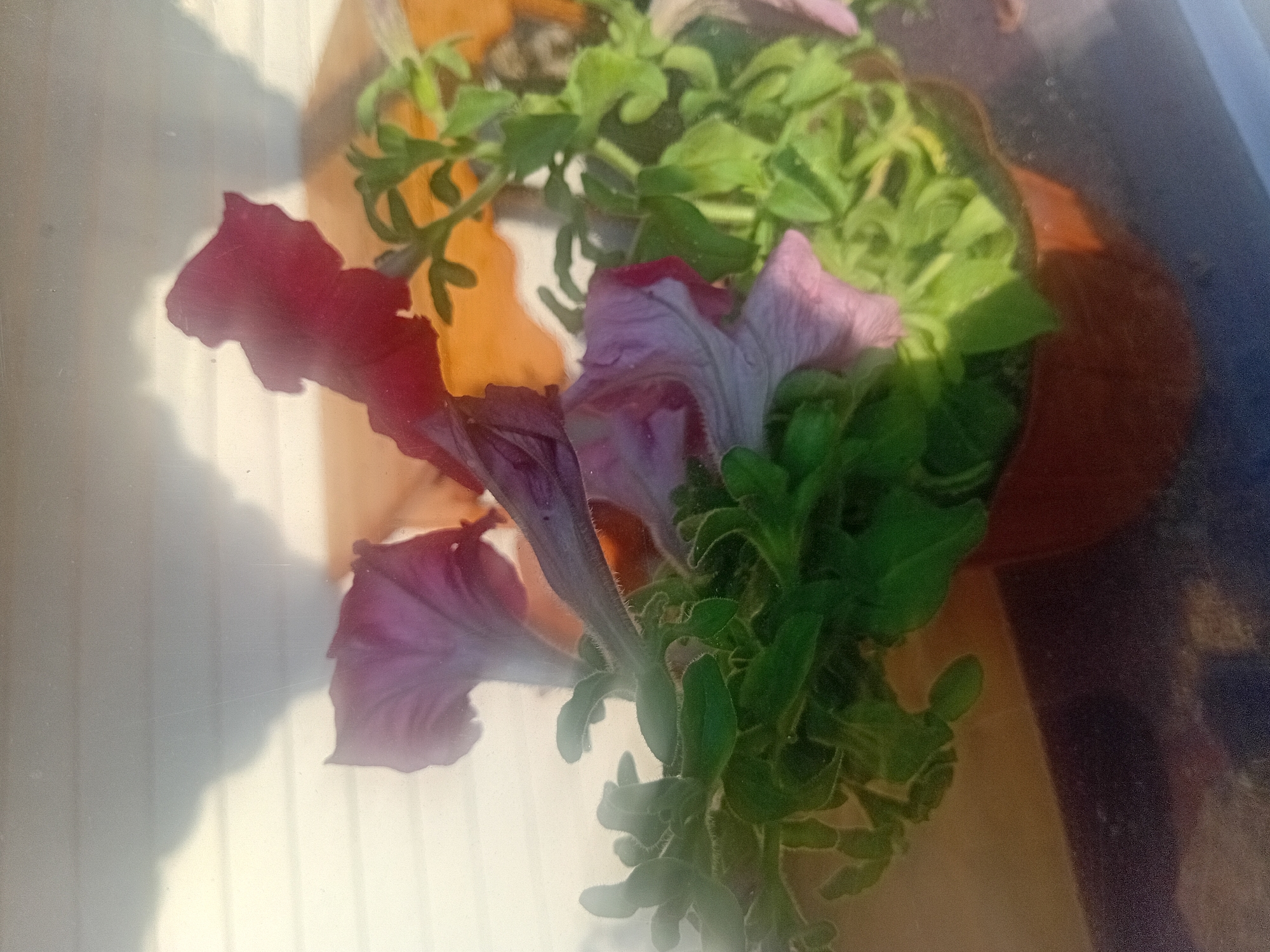 The image shows a potted plant with pink and dark red flowers, likely petunias, in a brown pot. The plant is positioned on a surface that appears to be a windowsill or balcony railing, with a wall or fence behind it, casting a shadow. The environment suggests an outdoor setting, possibly a residential area in Verkhniachka, Ukraine. There are no people or animals visible in the image. The lighting indicates it is daytime, with sunlight creating the shadow.