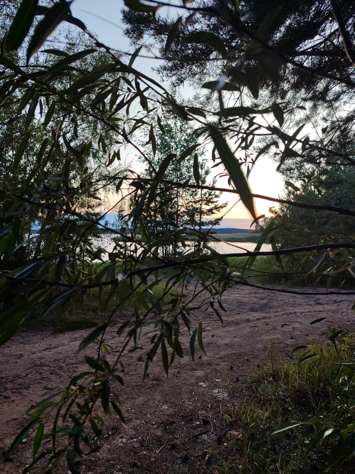 An outdoor, slightly elevated, eye-level, medium shot captures a view through the leaves and branches of trees at a lake during sunset. The foreground is dominated by the dark silhouettes of leafy branches and pine needles. Behind them, a sandy path leads toward a body of water. The lake is calm, with a faint reflection of the sky. The horizon shows a distant treeline and a soft gradient of sunset colors in the sky, ranging from pale blue to orange and pink. The overall lighting suggests dusk. No people are visible.