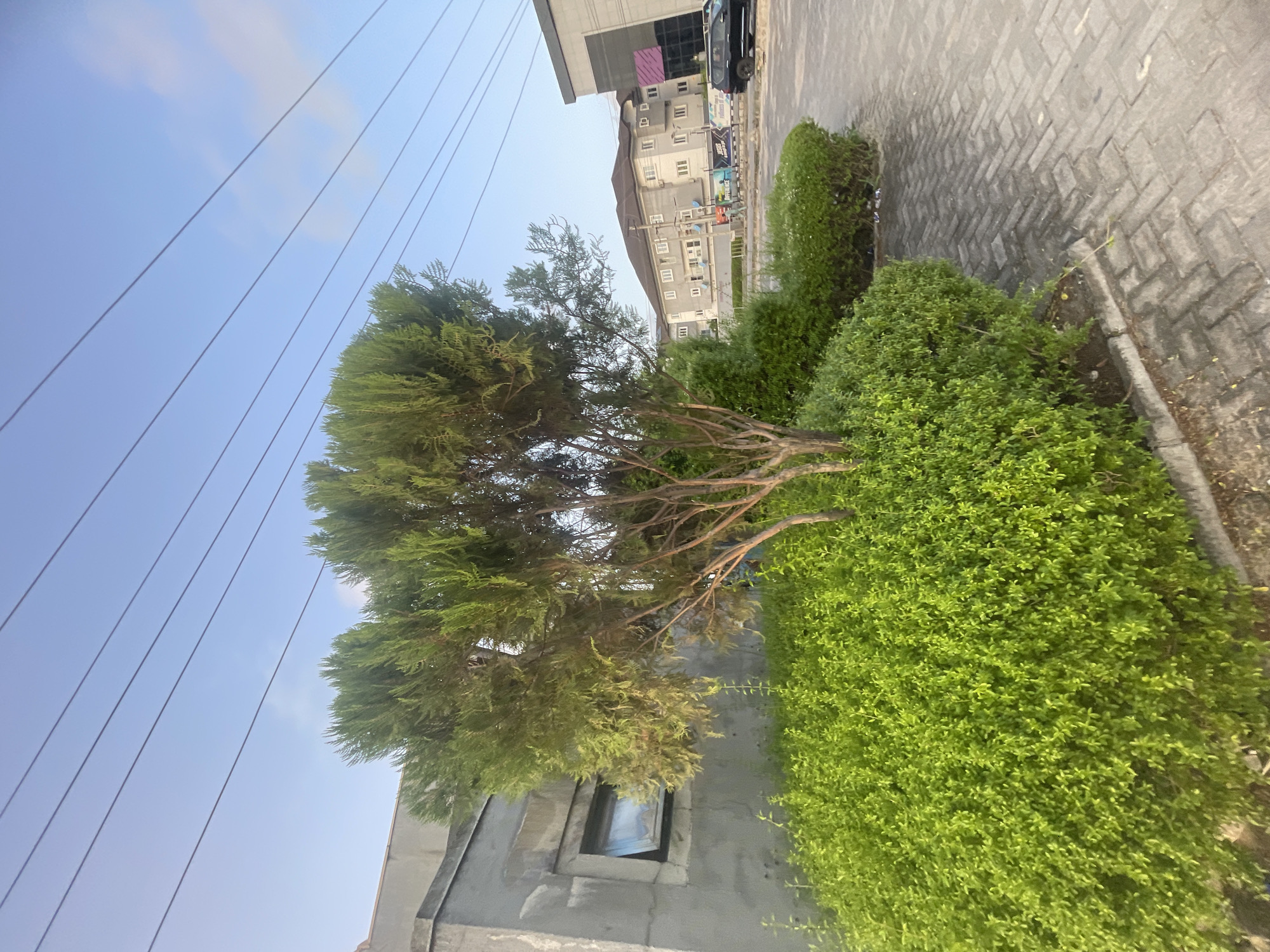 The image captures a street scene in Ilado, Nigeria, featuring a paved walkway bordering a lush, green hedge. A single tree with sparse foliage stands adjacent to the hedge. In the background, a multi-story building with visible windows and a dark-colored vehicle parked in front is visible. Electrical wires stretch across the sky, contrasting with the blue sky. A portion of a building with a visible window is in the foreground. The photograph has a slight tilt to the right.