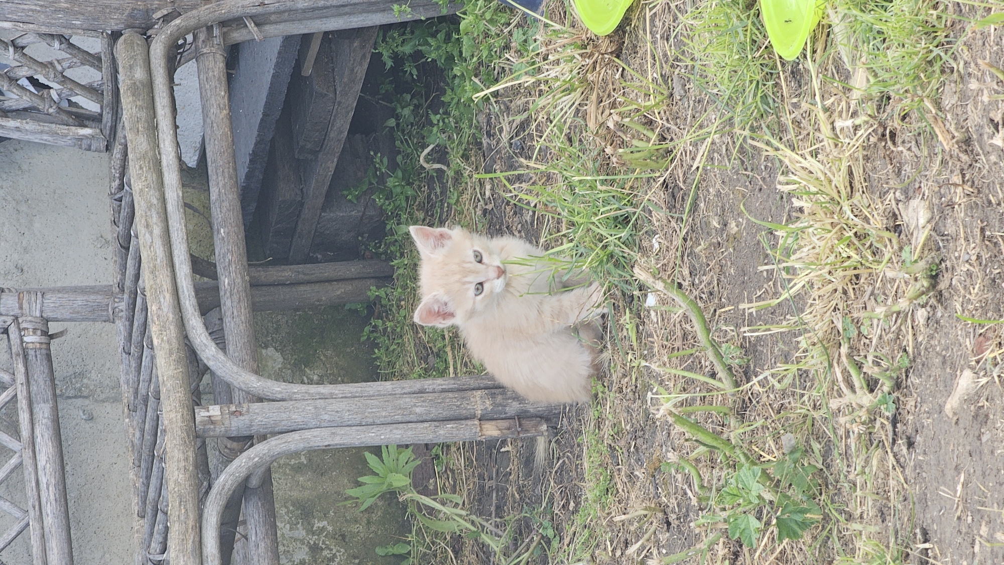 This image depicts a domestic kitten situated outdoors in the city of Tsarkva, Bulgaria. The kitten, light cream or pale orange in coloration, is positioned centrally in the lower half of the frame, seated on disturbed earth amidst sparse green and dry brown grass and plant debris. It faces slightly to the right of the viewer, with its gaze directed forward. To the left and behind the kitten, a weathered wooden structure, appearing to be crafted from interwoven branches, stands against a textured light grey wall, possibly concrete or stucco. Further to the right and behind the kitten, the wooden structure continues, obscuring a stack of dark, rectangular slabs. In the lower right corner, a portion of a bright lime green object, possibly a plastic container, is visible on the ground. The scene is illuminated by natural light, indicating an daytime setting. No human presence is observed.