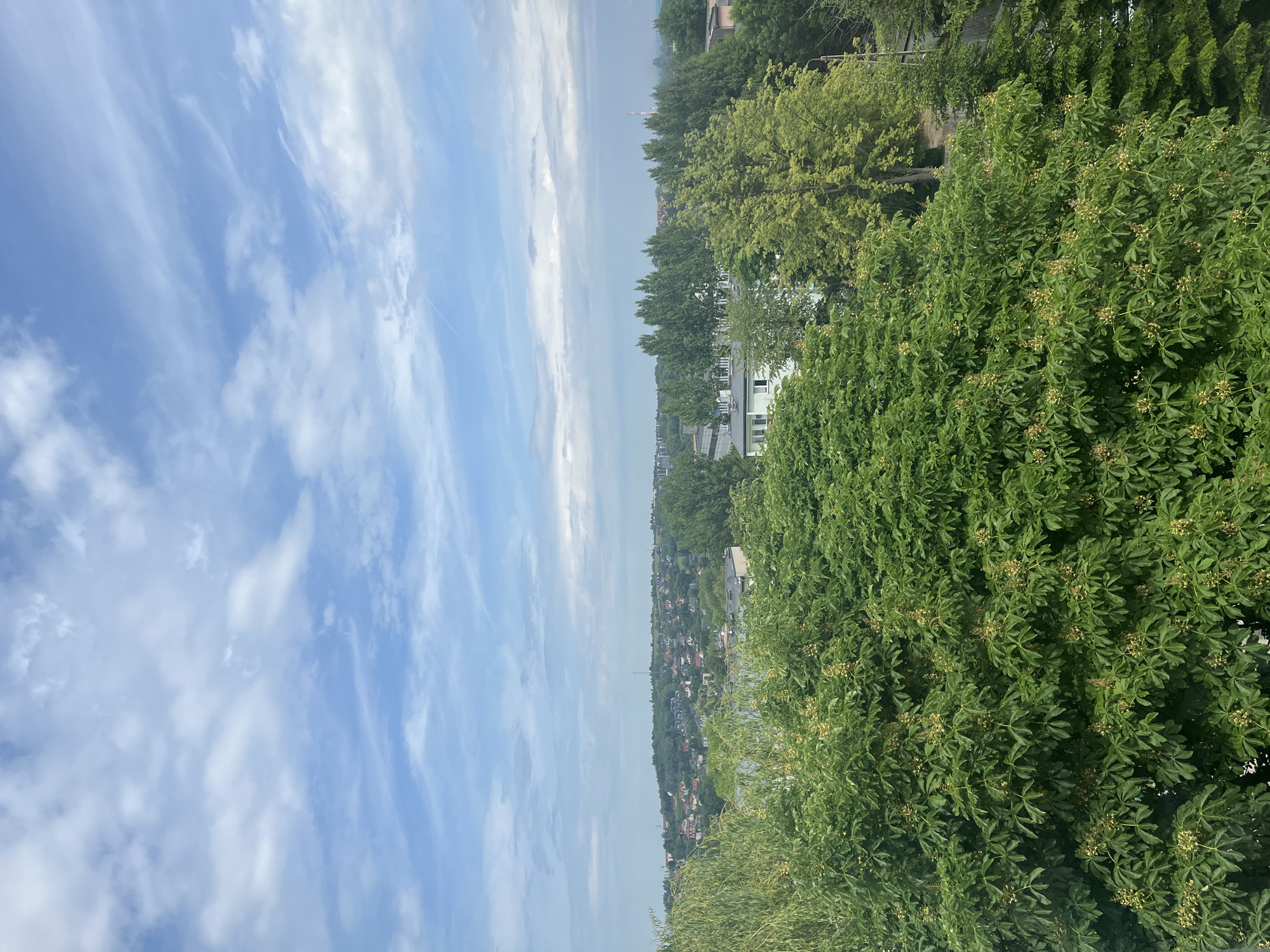 This media file presents a panoramic landscape view on a bright, clear day. The scene is dominated by natural elements, offering a serene vista from an elevated perspective.
In the immediate foreground, dense, lush green foliage fills a significant portion of the lower frame. This appears to be a large bush or a cluster of trees with numerous small, light-green or yellowish flower buds interspersed among the leaves. The leaves themselves are a rich, vibrant green, indicating healthy growth.
Moving towards the mid-ground, a broad expanse of green trees stretches across the horizon, forming a natural boundary. Beyond these trees, a residential area or small town is visible, with numerous houses and buildings nestled among the greenery. Some of the houses appear to be light-colored, possibly white, standing out against the darker green of the surrounding vegetation. In the far distance, a body of water, possibly a river or lake, can be discerned, reflecting the light. A tall, slender structure, resembling a communication tower or chimney, rises above the distant tree line.
The background is filled with a bright, expansive blue sky adorned with scattered white clouds. The clouds vary in form, from wispy cirrus clouds to more defined cumulus-like formations, suggesting fair weather. A faint airplane contrail can also be observed stretching across a section of the sky.
The overall impression is one of a peaceful, sunny daytime scene, likely captured during late spring or summer given the vibrant greenery. There are no people visible, nor any discernible specific activity taking place. No text is visible in the image.