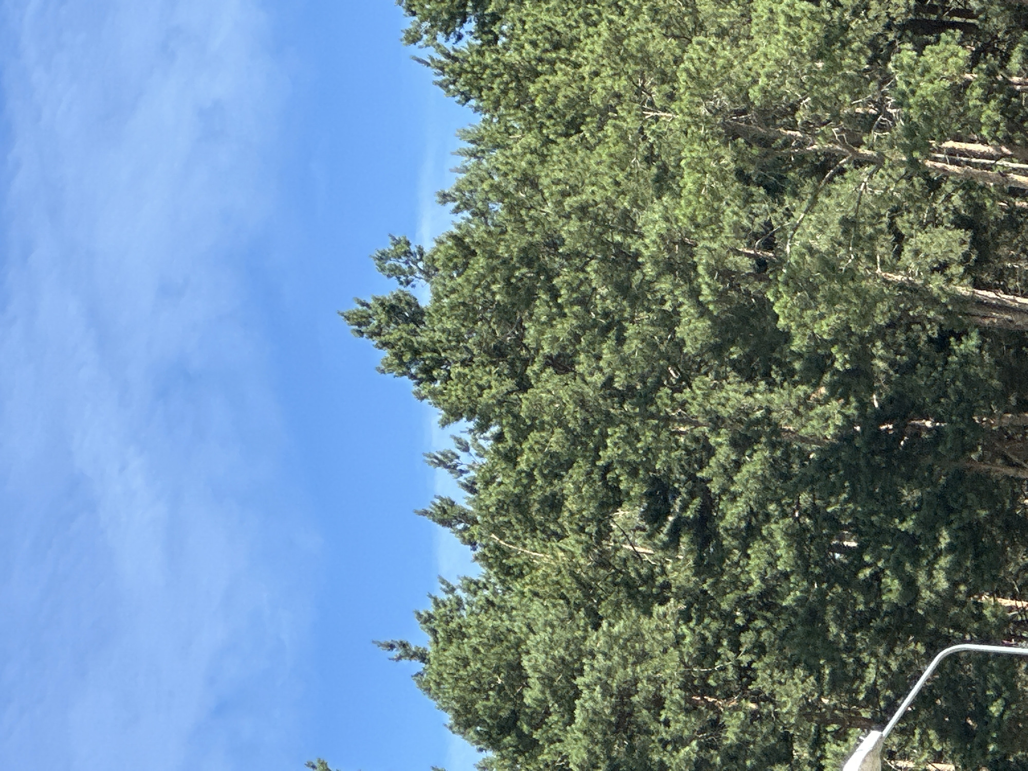 The media file shows a close-up view of pine trees against a bright blue sky with wispy clouds. The image is oriented vertically, with the trees dominating the right side and the sky filling the left. The pine needles are a vibrant green, and the branches are visible, some with a reddish-brown bark. Sunlight filters through the dense foliage, creating dappled light and shadows. In the bottom right corner, a curved, white object, possibly a railing or part of a structure, is partially visible. The overall impression is one of a clear, sunny day in a forested area, possibly a park or a natural reserve, given the "Елочка Снт, Russia" location context which suggests a dacha settlement. There is no text visible in the image. The scene conveys a sense of natural beauty and tranquility.