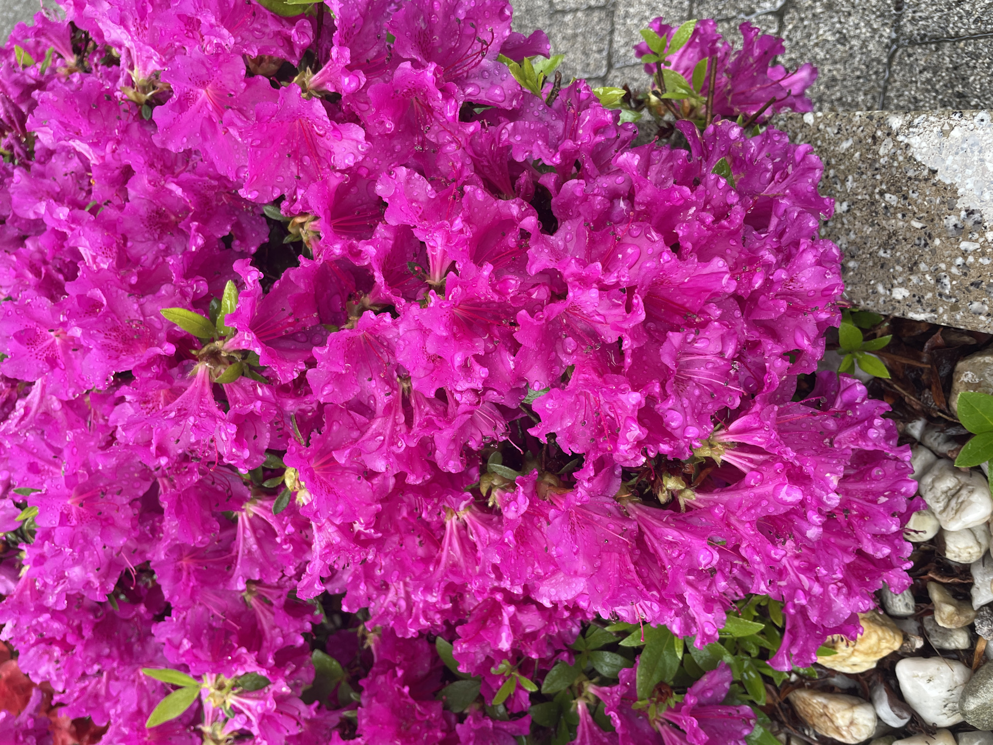 The image shows a close-up of a dense cluster of vibrant purple flowers, likely azaleas, covered in water droplets. Some green leaves are visible amongst the flowers. To the right of the flowers, there is a mix of small, light-colored pebbles and a concrete structure or step with a speckled, light-gray surface. The background includes a paved area of interlocking gray stones. The location is Unknown, Unknown.