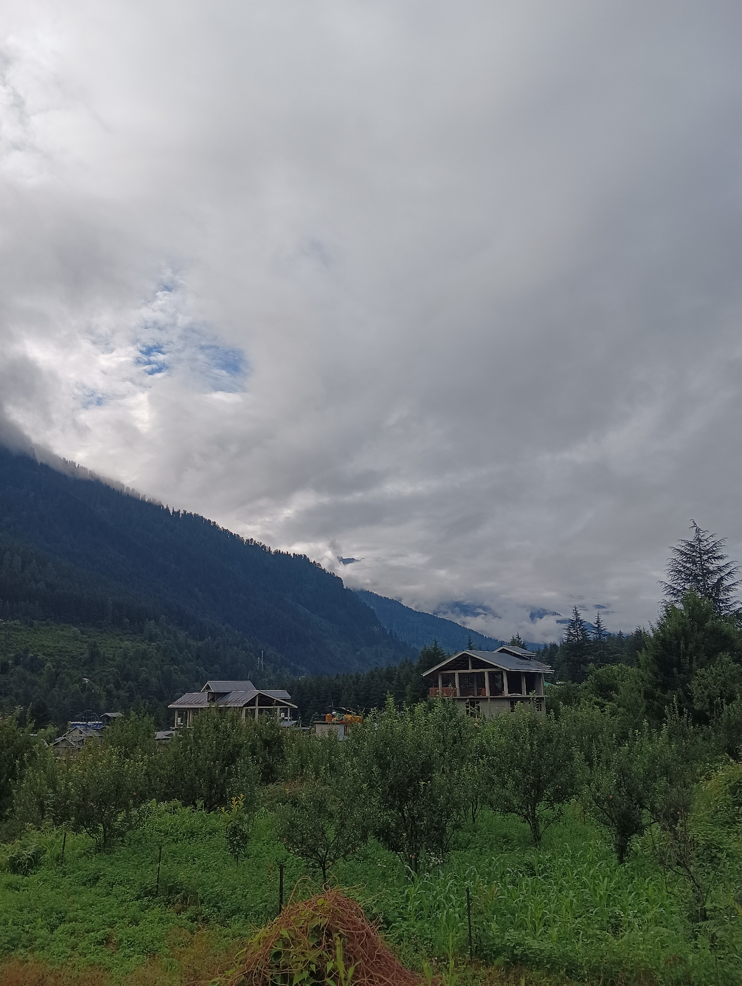 The image depicts a scenic view of a mountainous region, likely in or near Manali, India, characterized by lush green foliage and a cloudy sky. In the foreground, a dense growth of trees and plants, including what appears to be an orchard, fills the lower half of the frame. Some of these trees are small and orderly, while others are larger and more mature. A fence line is partially visible, with a pile of dried vegetation in the bottom right corner.
Dominating the mid-ground are two distinct structures. To the left, a two-story building with a grey roof and visible windows is nestled amongst the trees. To the right, a larger, more modern structure with a dark, sloped roof and a visible balcony or veranda is situated on a slight incline. This building features open ground-floor areas and appears to be under construction or recently completed.
The background is dominated by a towering, densely forested mountain. The slopes of the mountain are covered in dark green coniferous trees, with some areas obscured by thick, grey clouds that cling to the higher elevations. Patches of blue sky are visible through breaks in the clouds in the upper portion of the image. The overall atmosphere is serene and natural, suggesting a rural or semi-rural setting within a mountainous landscape. There are no people or animals visible in the scene.