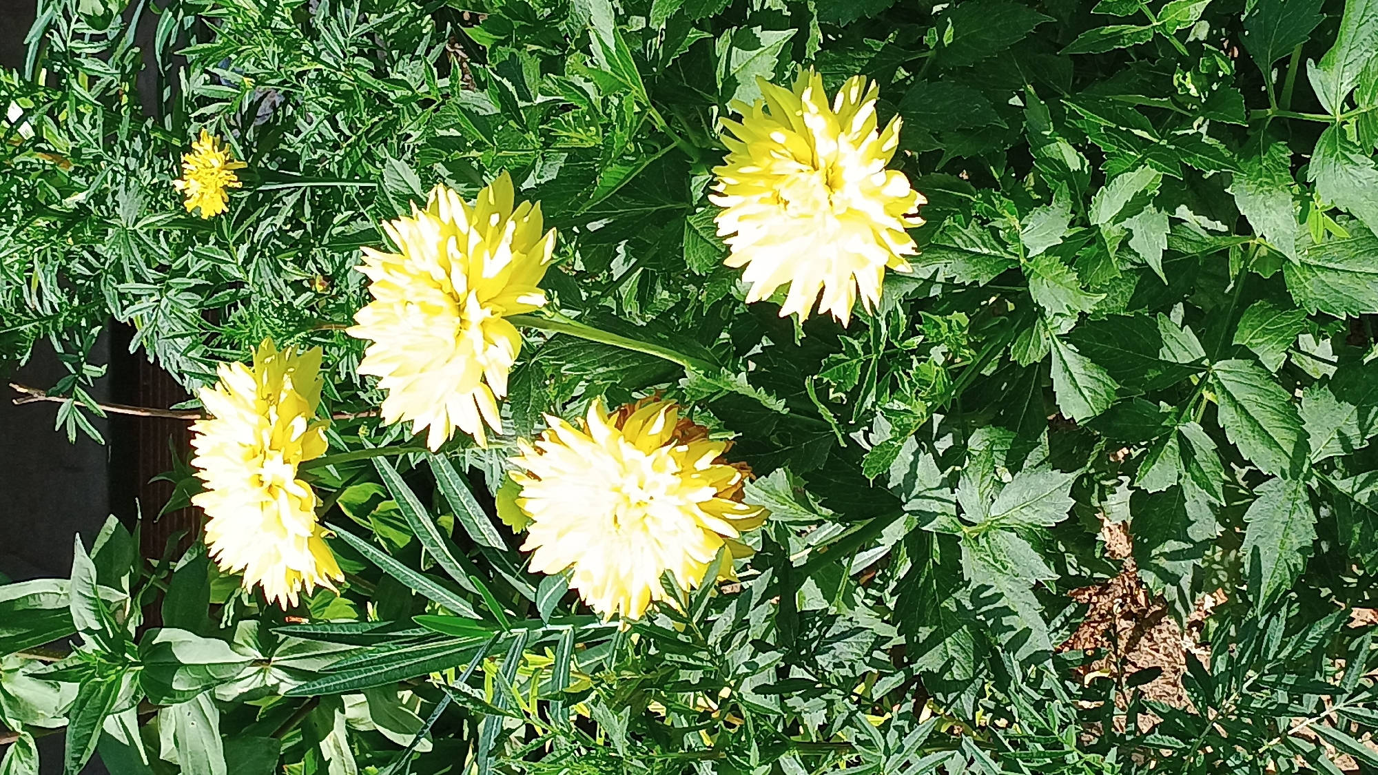 A close-up, eye-level shot features a cluster of bright yellow dahlias in full bloom, bathed in natural sunlight. The flowers are the primary focus, with their layered petals creating a full, textured appearance. They are surrounded by lush, dark green foliage, which provides a strong contrast to the vibrant yellow of the blossoms. In the background, out of focus, is a hint of a brick wall and more greenery, suggesting an outdoor garden setting. The image conveys a sense of natural beauty and the peak of summer flora. This scene is located in Sokolov, Czechia.