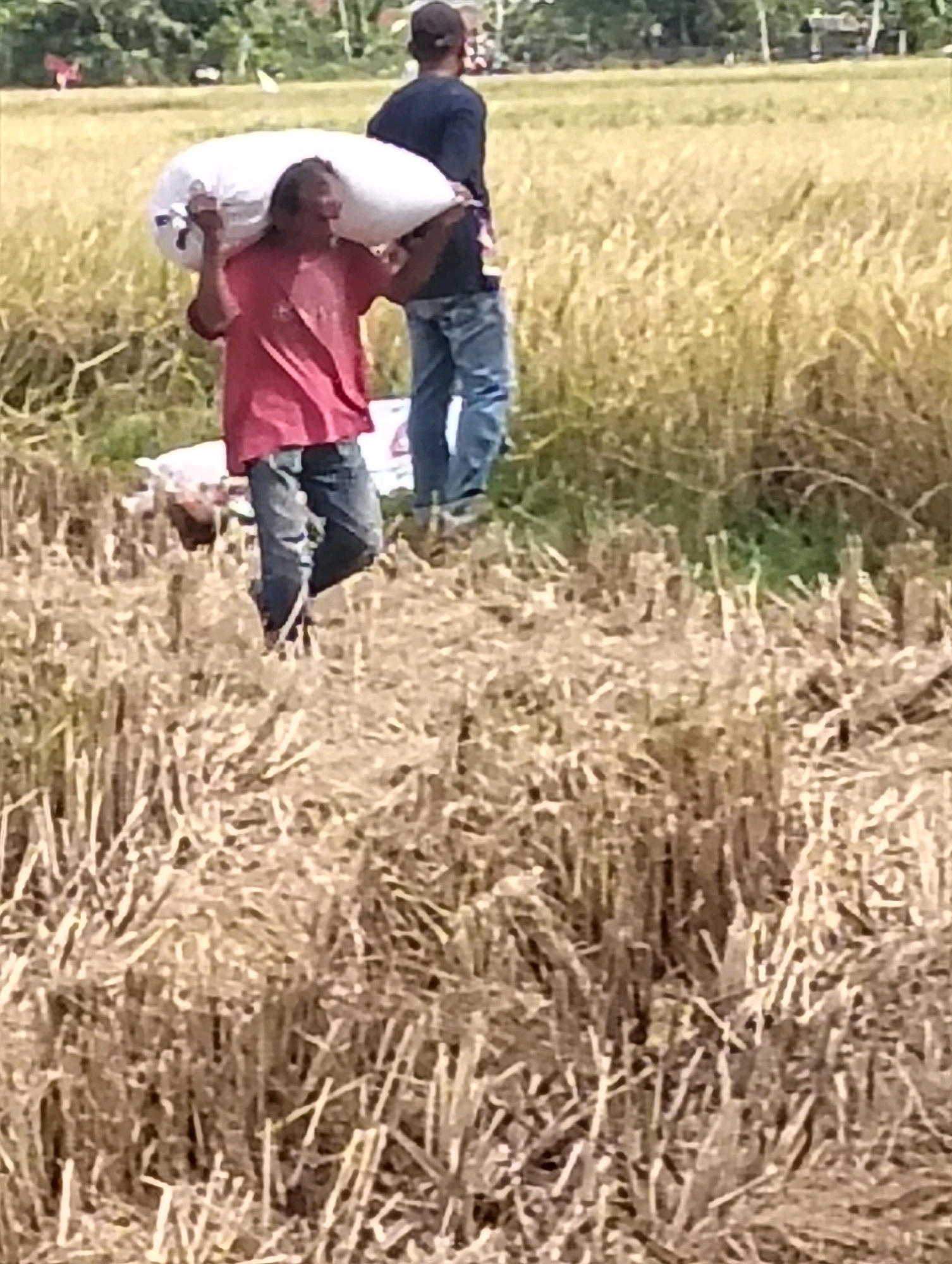 In a rural outdoor setting in Teungoh, Indonesia, two individuals are engaged in agricultural labor amidst a field of dry rice stalks and some green foliage in the background. In the foreground, a man is carrying a large, white sack of produce over his left shoulder. He is wearing a red t-shirt and dark trousers. To his right and slightly behind him, another person, facing away from the camera, is wearing a dark blue t-shirt and blue jeans, also carrying a white sack over their shoulder. The ground is covered with harvested rice stalks, suggesting post-harvest activity. The environment is characteristic of a rural farming area with a focus on rice cultivation.