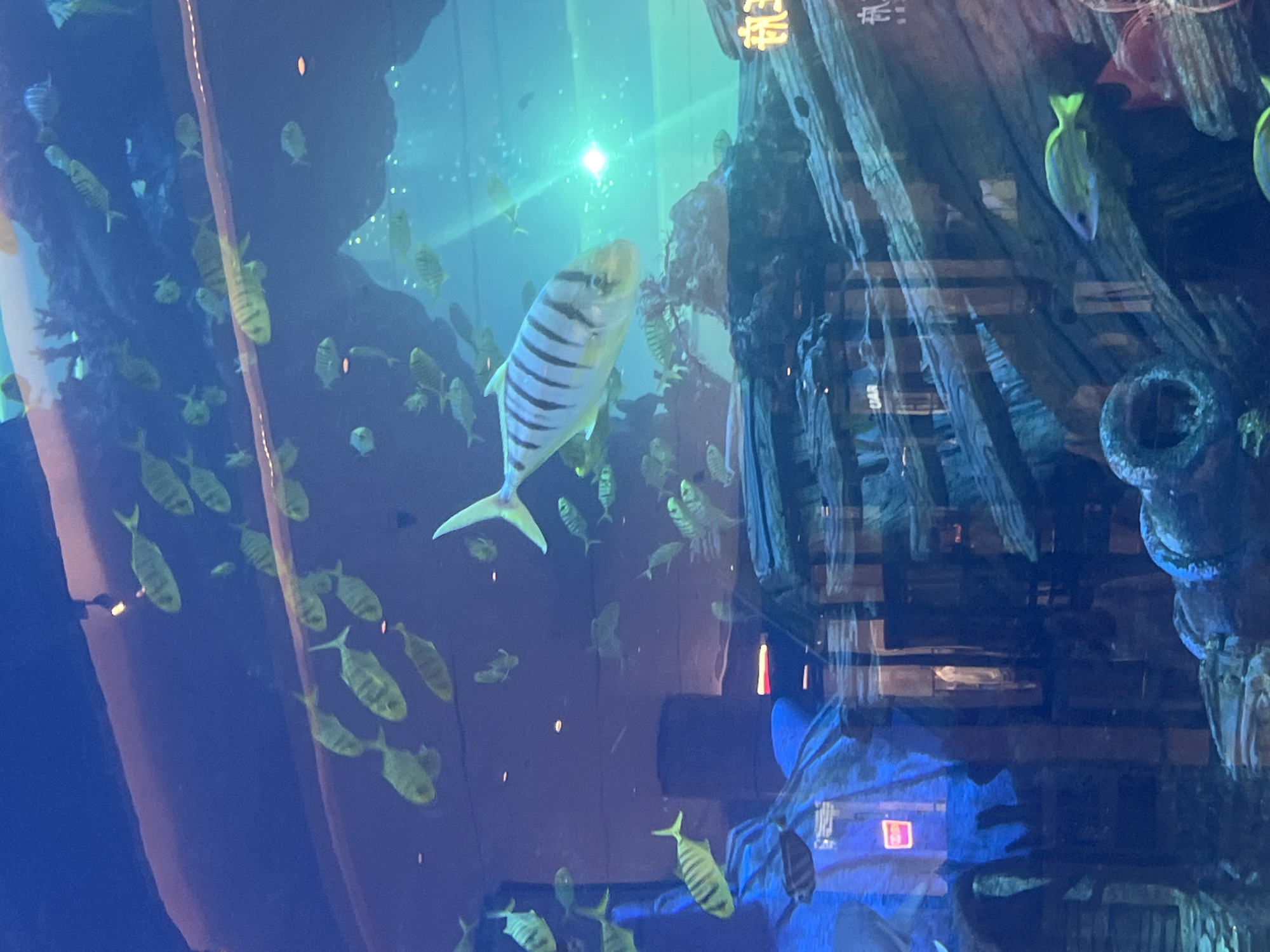An underwater scene inside an aquarium is depicted. Numerous fish, varying in size and species, swim within a large tank. The primary focus is on a larger fish with distinct black stripes and a yellowish body, positioned prominently in the foreground. Surrounding it are smaller, more uniformly colored fish, some appearing pale yellow and others a lighter hue. The aquarium environment features dark, rocky structures and what appears to be shipwreck debris at the bottom, adding to the aquatic ambiance. Reflections on the aquarium glass reveal elements of the interior space, including lighting fixtures and a glimpse of structures that suggest a public establishment, possibly a restaurant or a shopping mall, located in the Liangjiang New Area of Chongqing, China, a region known for its modern architecture and commercial developments.