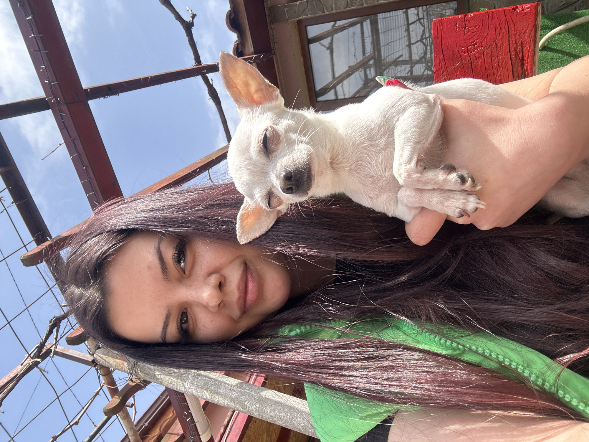 A woman with dark brown hair holds a white Chihuahua outside on a partially sunny day. The dog appears to be resting its head on the woman's hair, with its eyes closed. The woman is looking directly at the camera. A green garment is visible beneath her hair. Behind them is a reddish-brown metal structure that appears to be part of a pergola or roof structure, with the sky visible through the gaps. In the background, partially obscured, are elements suggesting an outdoor patio or garden setting, including a red wooden plank, a window or screen, and possible greenery. No landmarks are recognizable to positively identify the location within Chubra, Bulgaria.